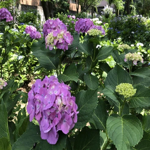 アジサイ公園の紫陽花が満開に｜多摩湖77