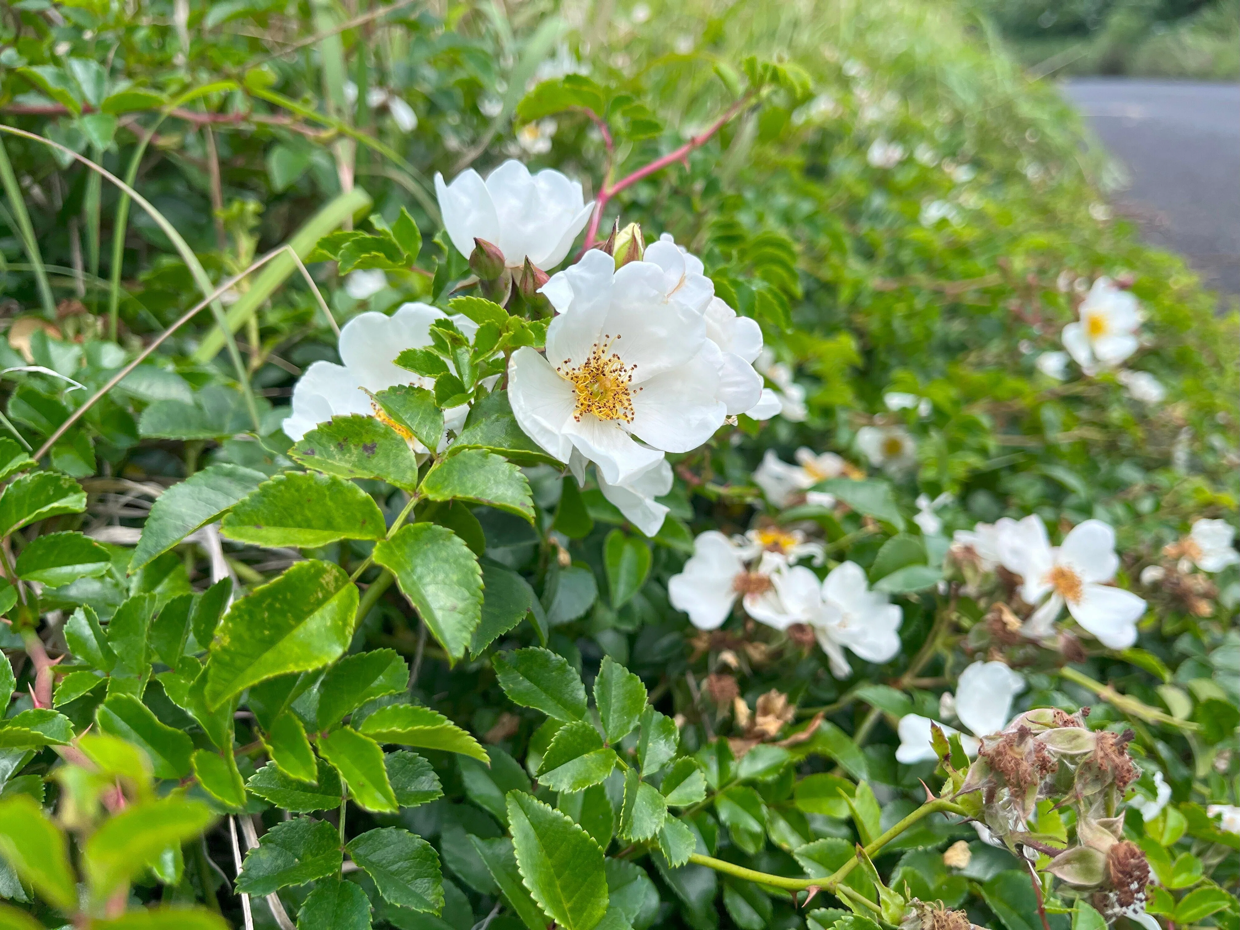 三宅島でみられる6月のお花たち｜三宅支庁産業課