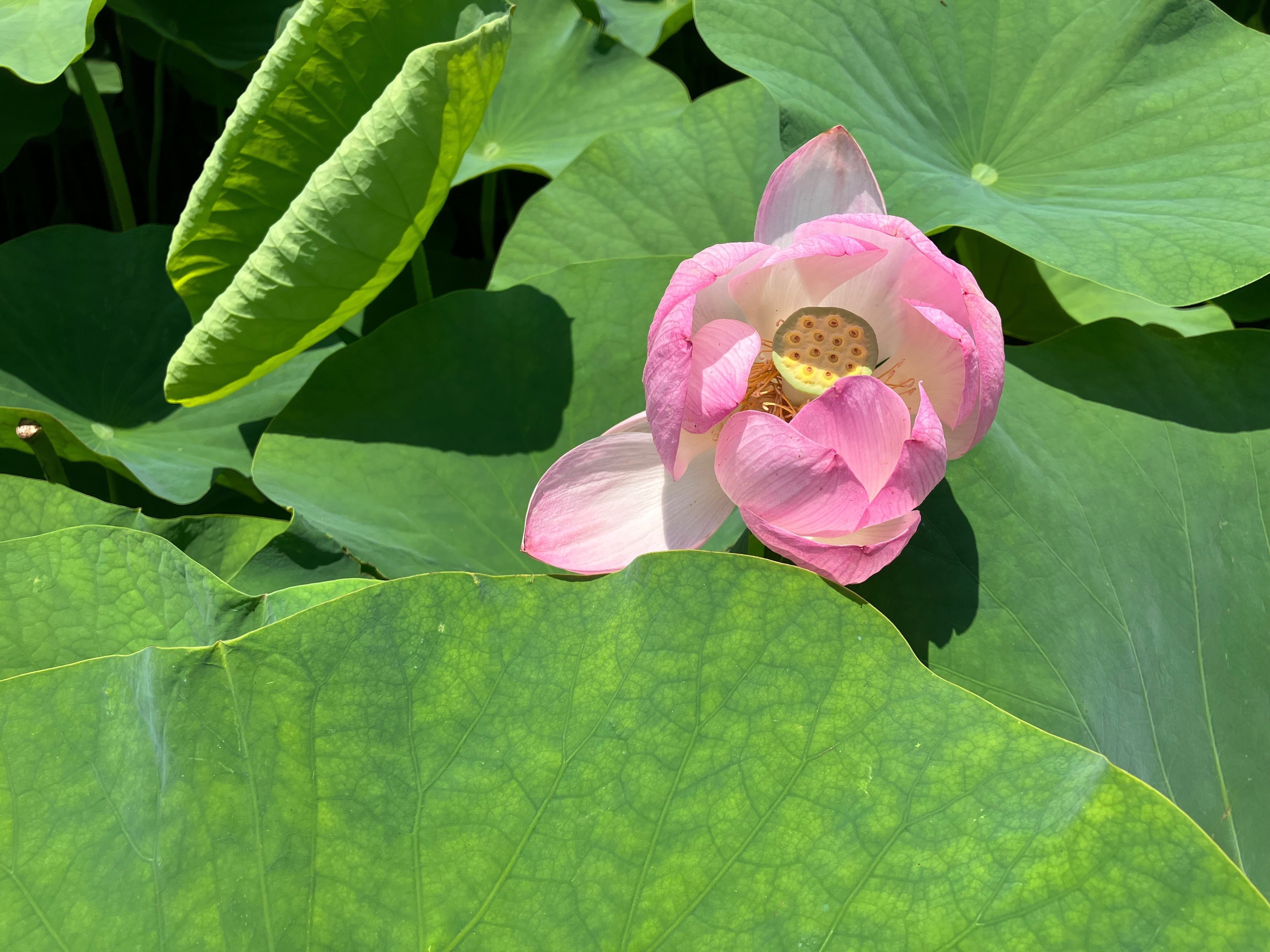 花歳時記大百科 いけばな歳時記 ダッチアイリス｜広瀬典丈