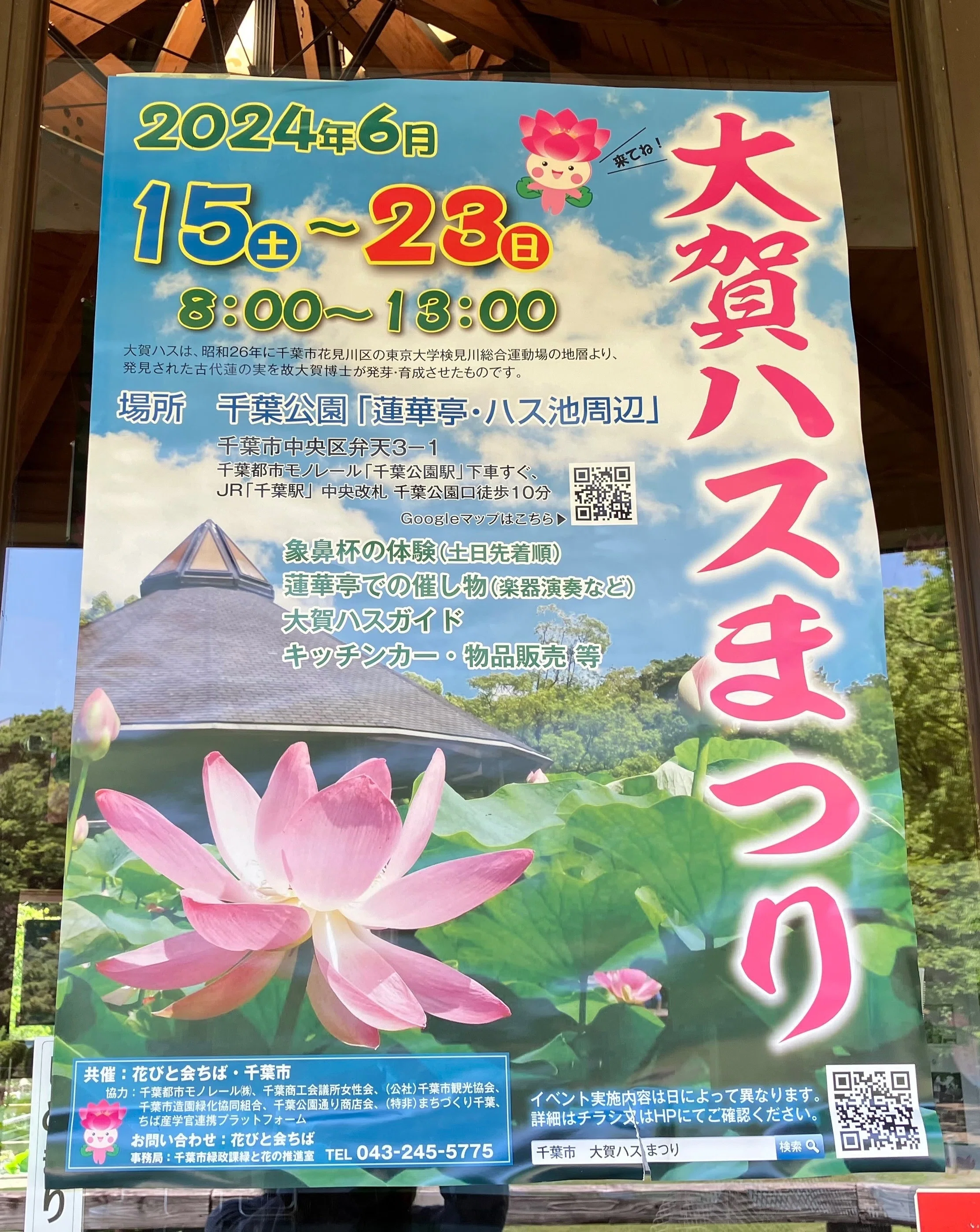 古代蓮　大賀ハス　ご確認用購入できません 大賀蓮が咲き始めました🪷No.1｜西野圭果♡