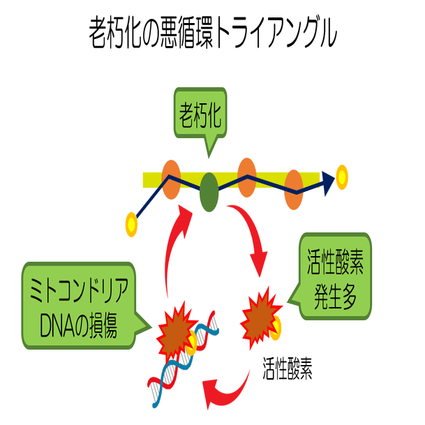 ミトコンドリアのメンテナンス：アンチエイジング -エピソード4-｜KAWASAKI