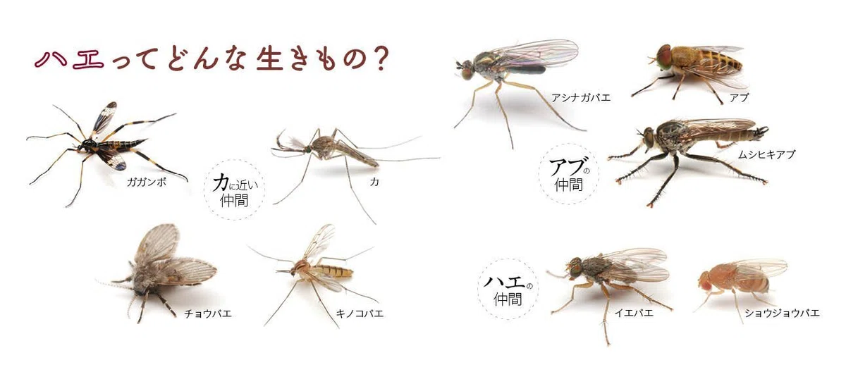 約400種も載っているハエの仲間オンリーの図鑑、ハエハンドブックとは|ブンイチ(文一総合出版)