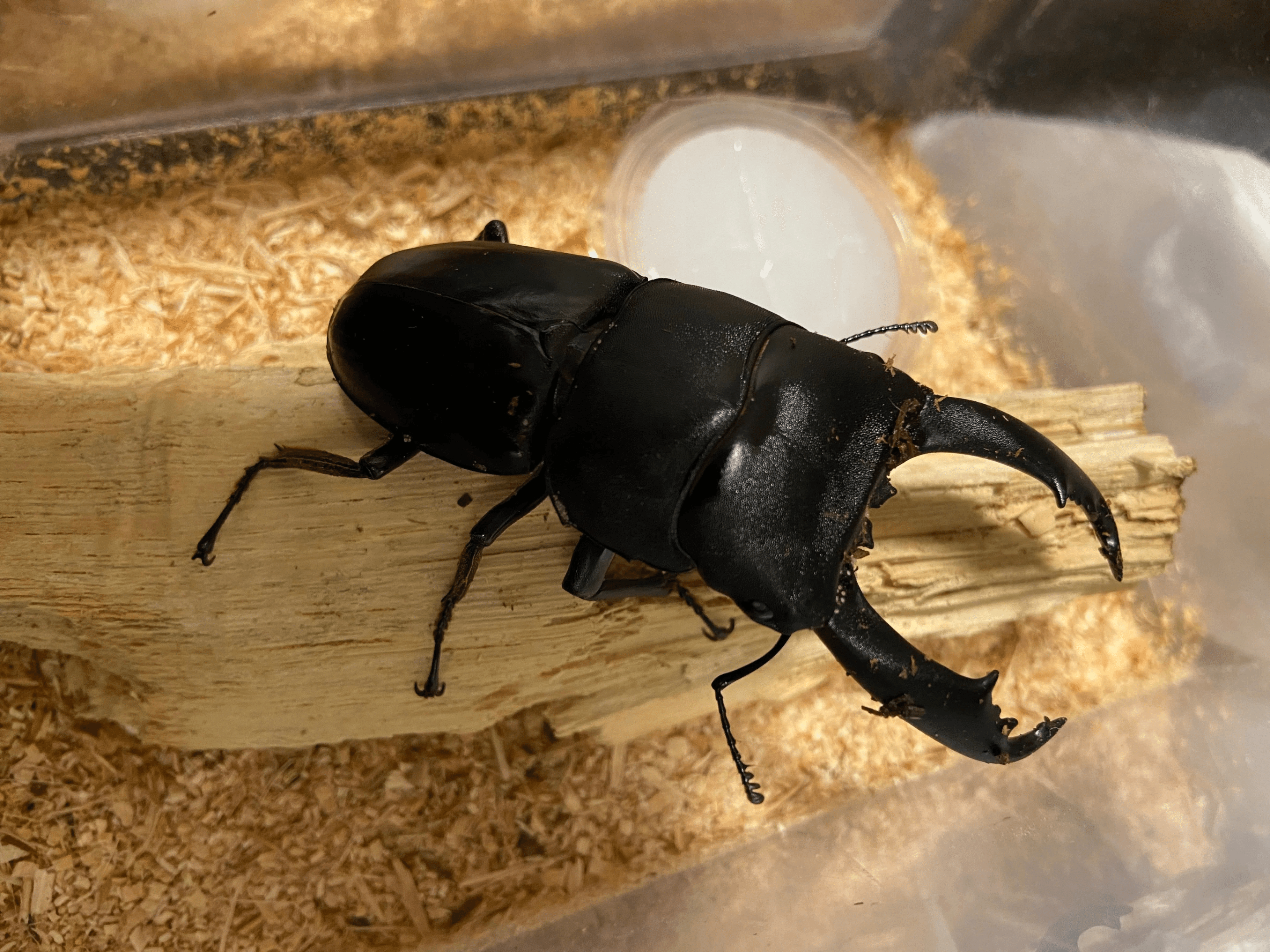 国産プロゼリー3000個KBファーム・カブトムシクワガタ 木ぼく 国産