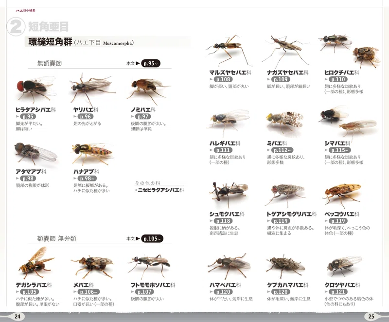 約400種も載っているハエの仲間オンリーの図鑑、ハエハンドブックとは|ブンイチ(文一総合出版)