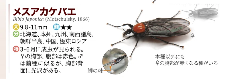 約400種も載っているハエの仲間オンリーの図鑑、ハエハンドブックとは|ブンイチ(文一総合出版)