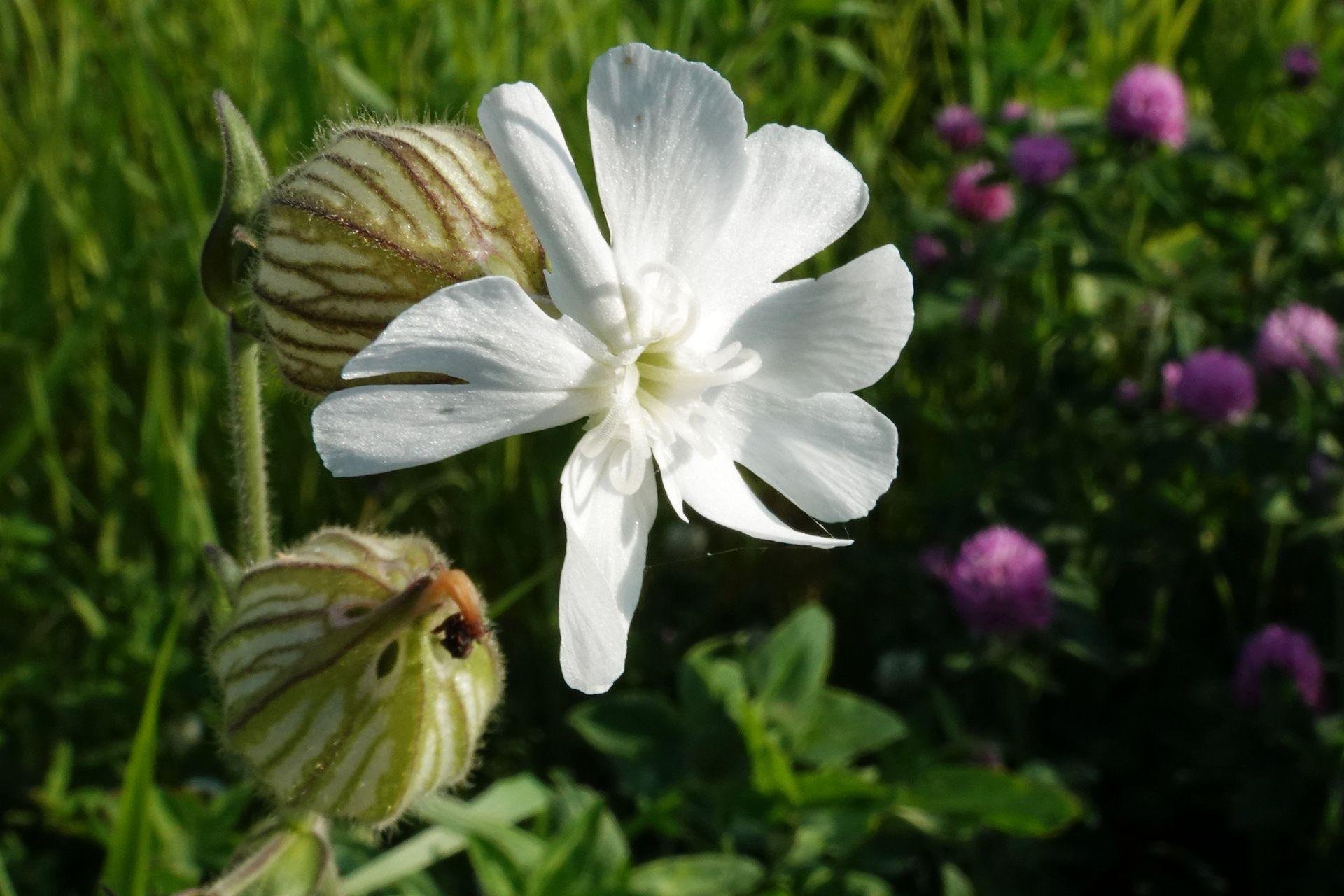 道ばたの白い花｜やぶ悟空