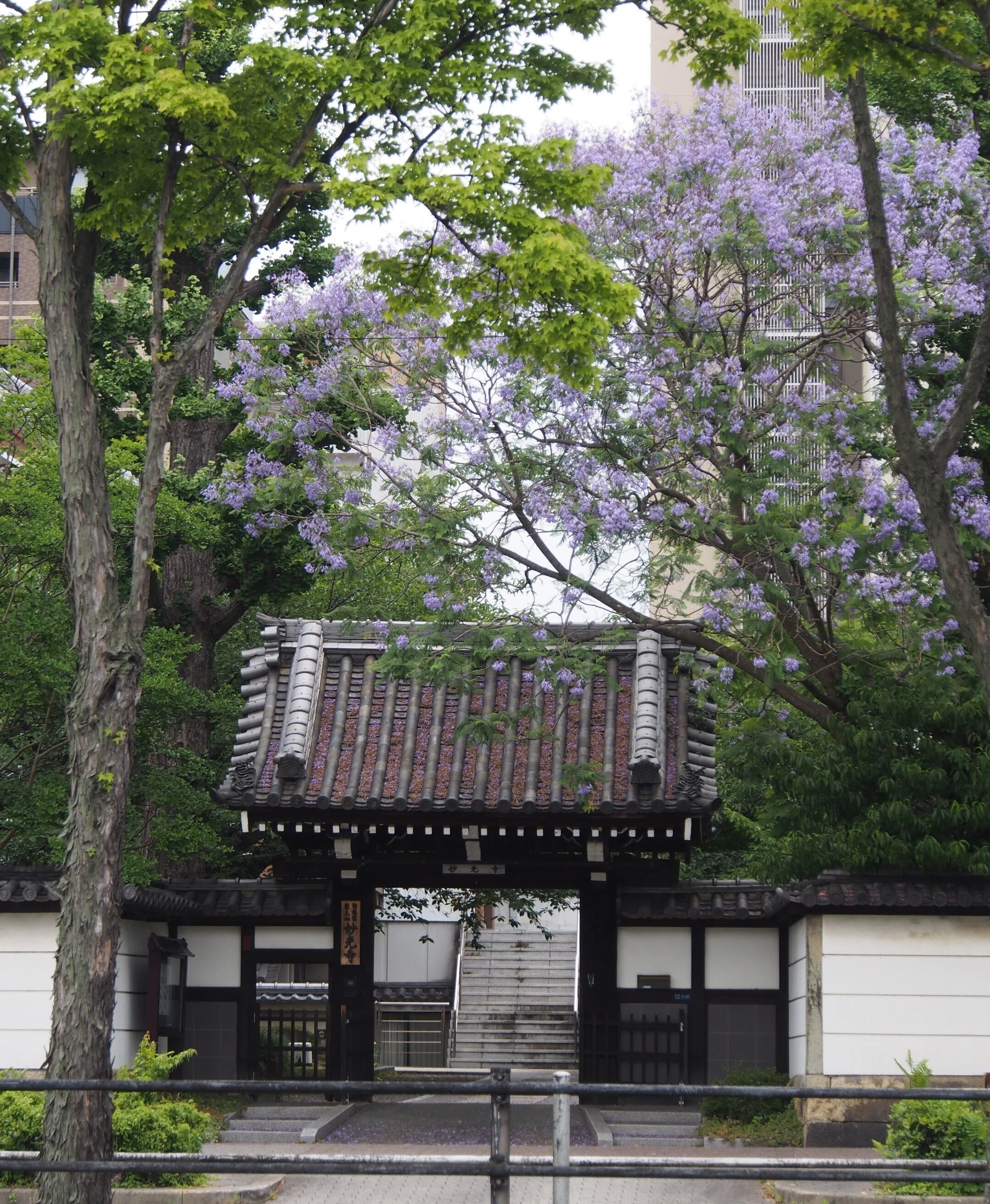 T*S様 394●特大フィガハンド・ジャカランダ製 大阪市 妙光寺2024年6月17日【ジャカランダ】｜レタス