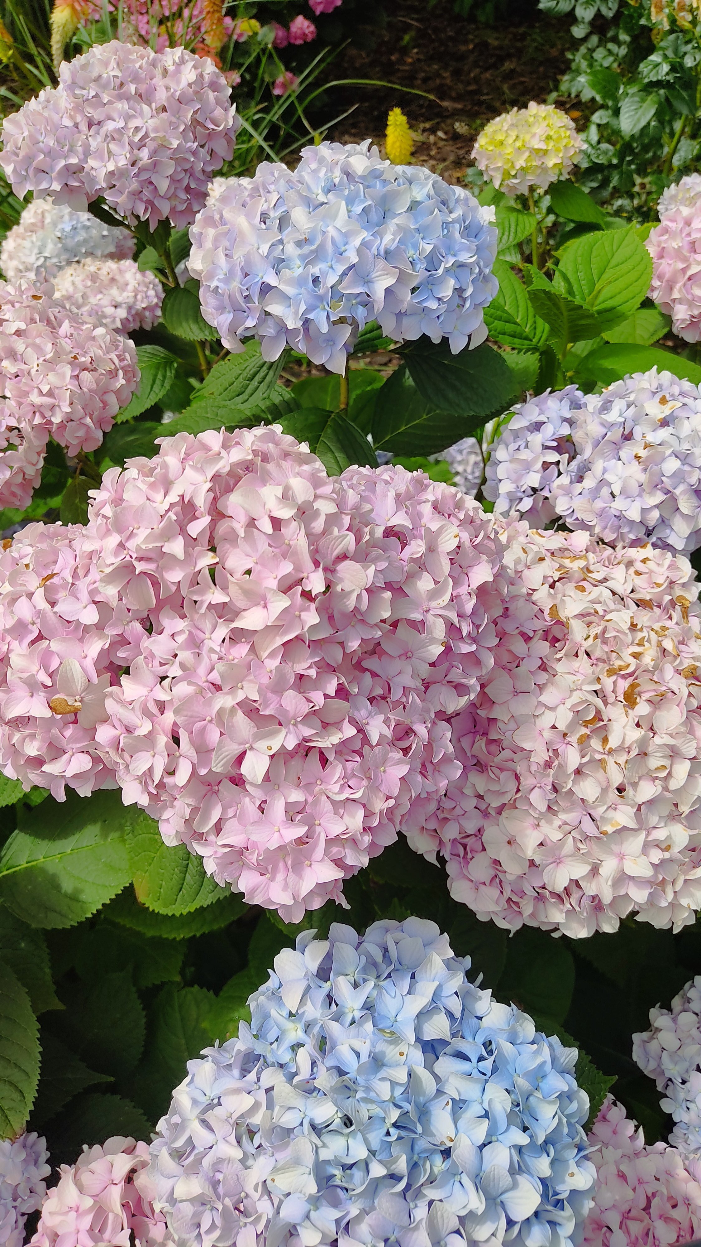 美空 限定MD 紫陽花の咲く道 imgrc0093853608.jpg