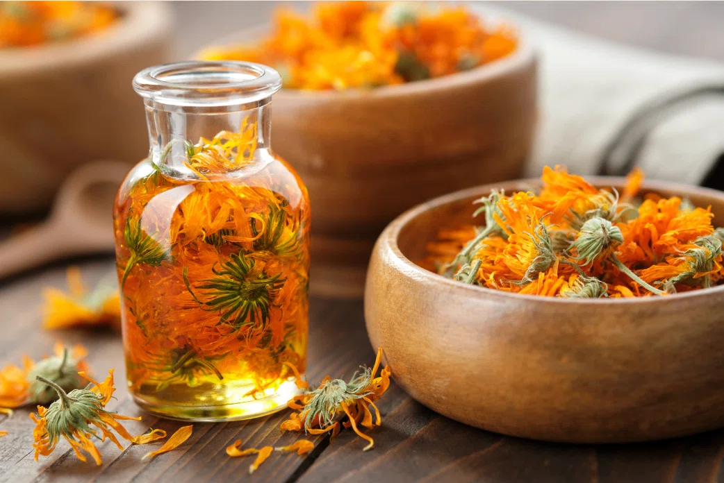 🌼カレンデュラオイルのつくり方 Calendula Flower Oil｜KANA 🌿 植物