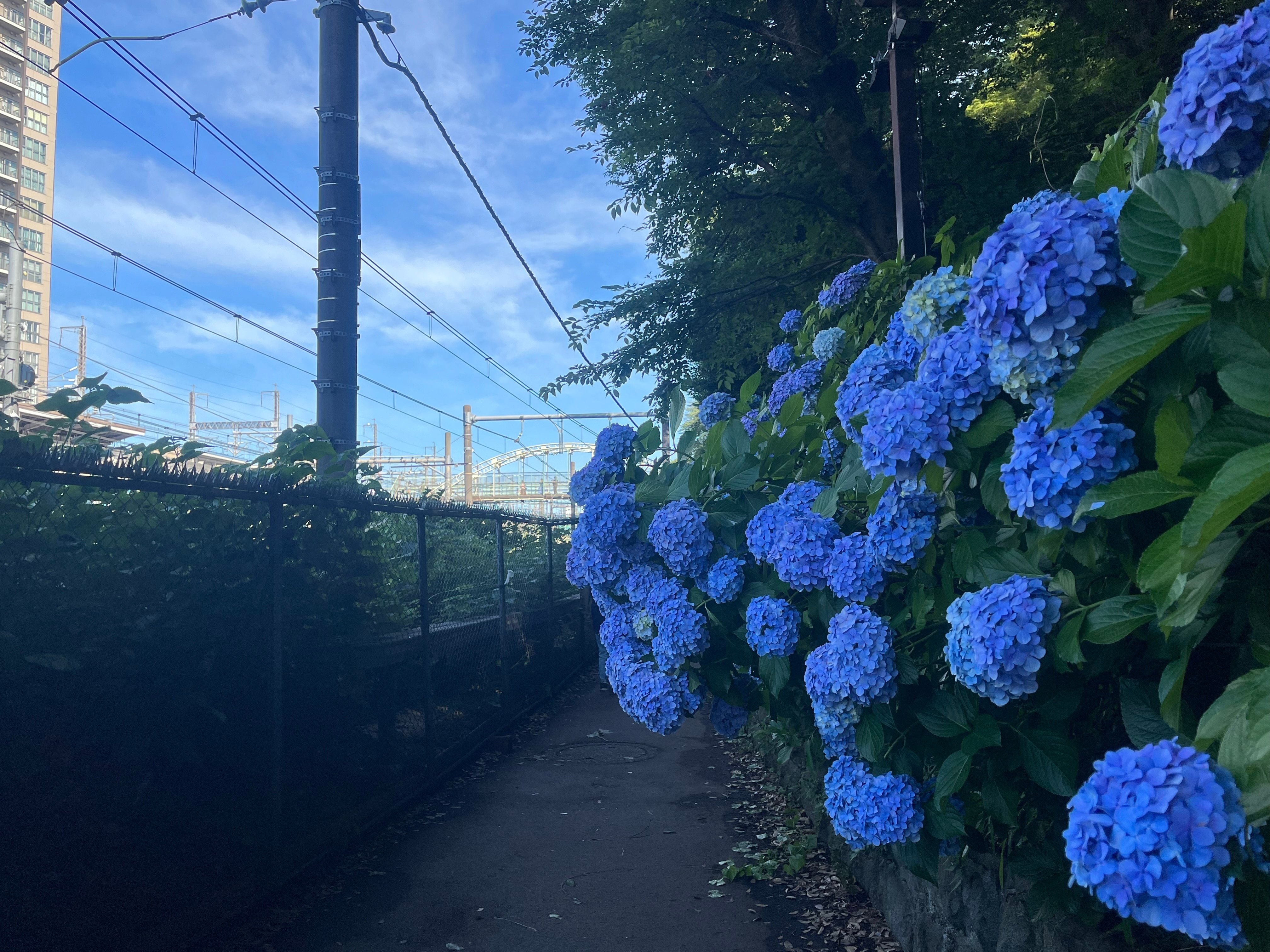 北区を歩く①～飛鳥の小径（紫陽花ロード）｜かずくんの備忘録