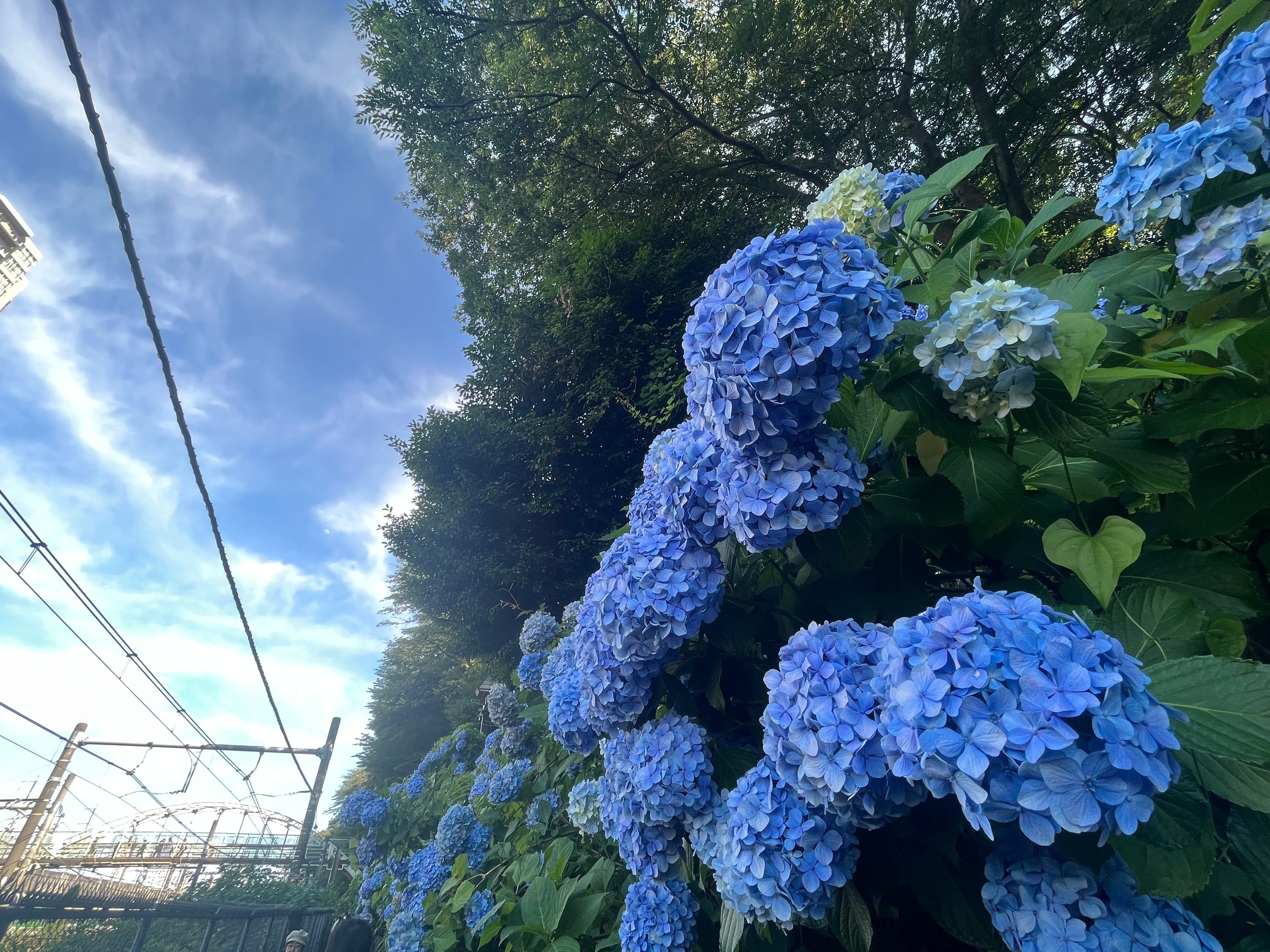 北区を歩く①～飛鳥の小径（紫陽花ロード）｜かずくんの備忘録