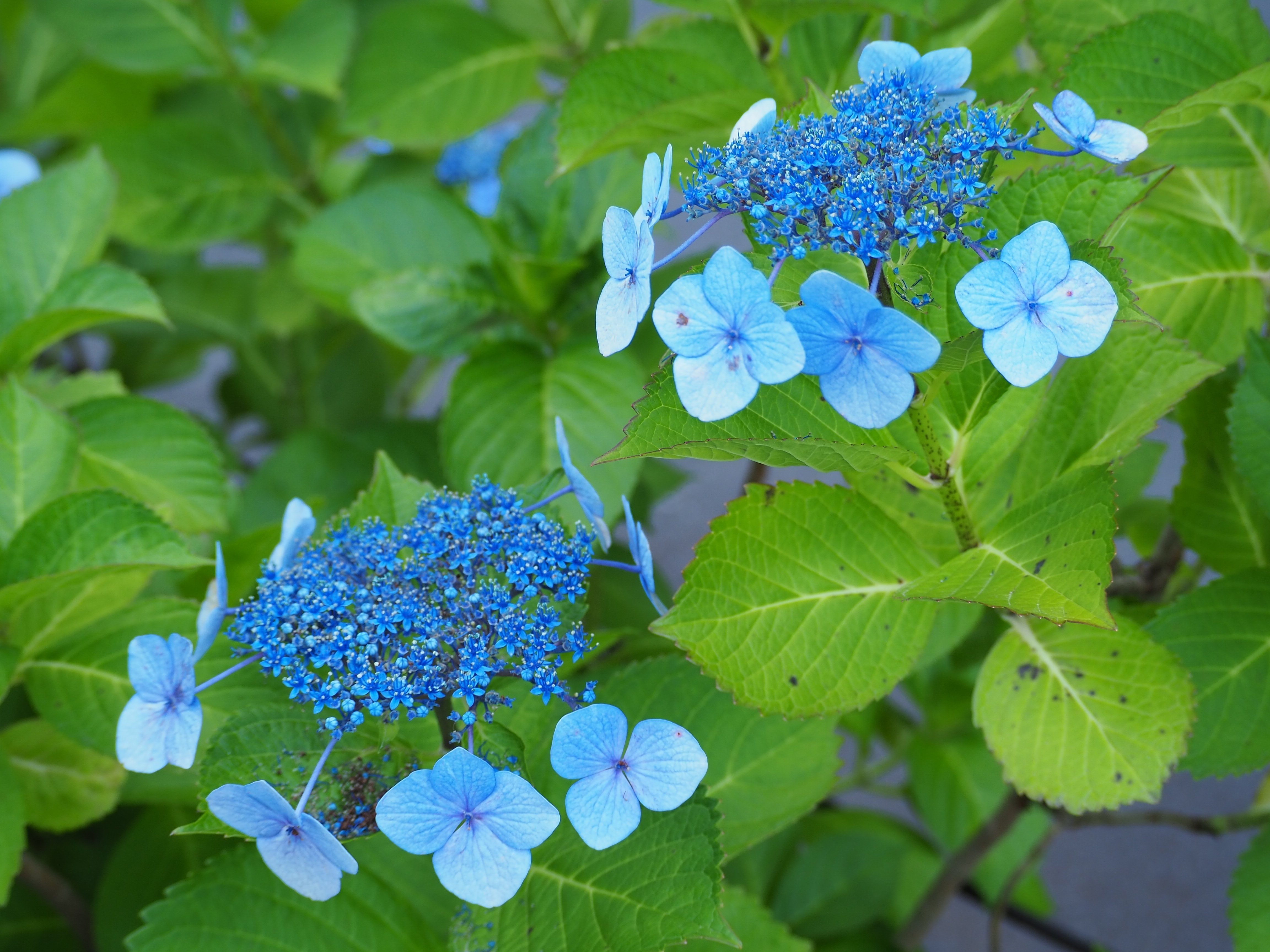北区を歩く①～飛鳥の小径（紫陽花ロード）｜かずくんの備忘録