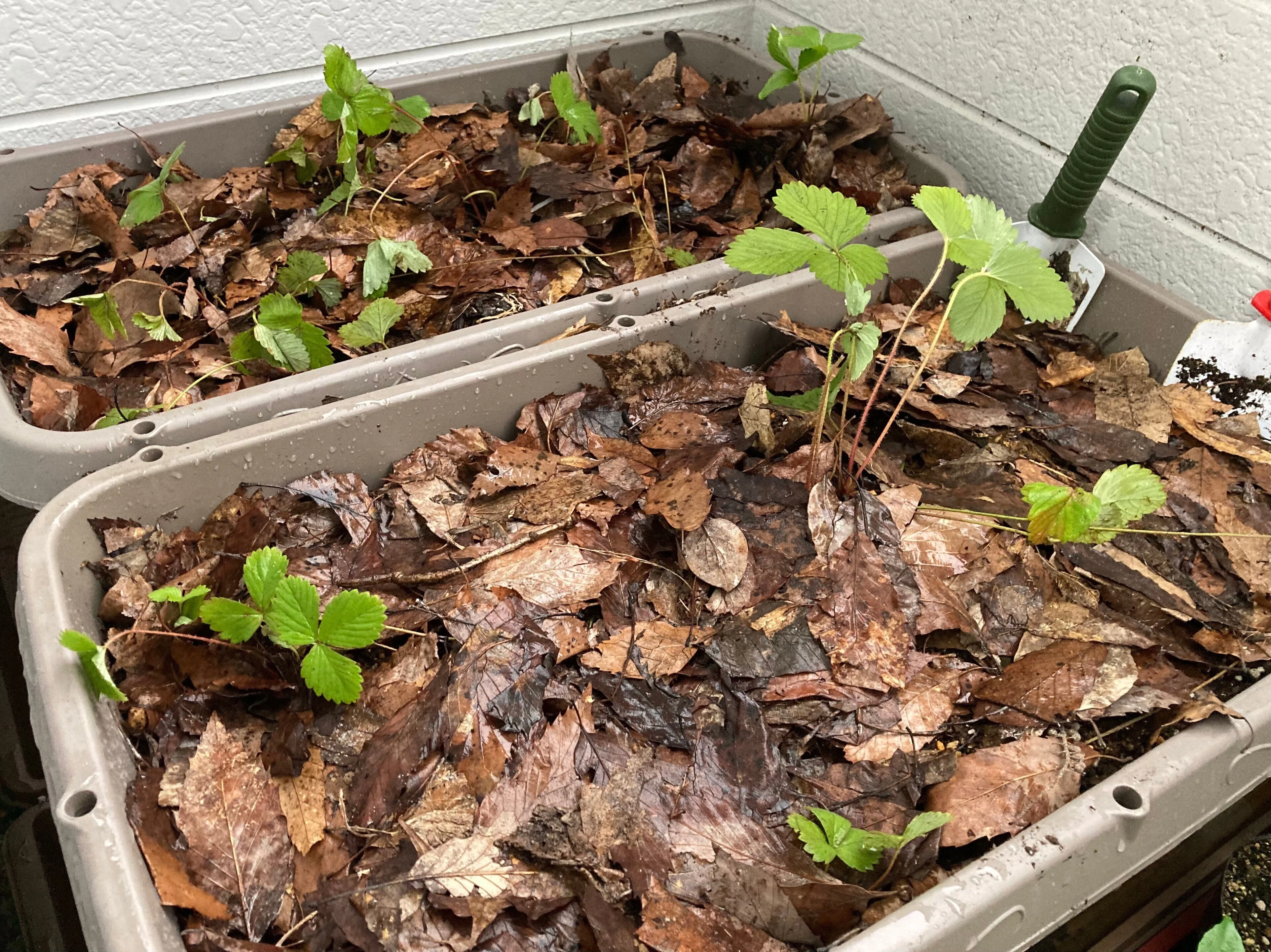 Growing Fruit Trees from Seed] Extra Edition: Wild Strawberry