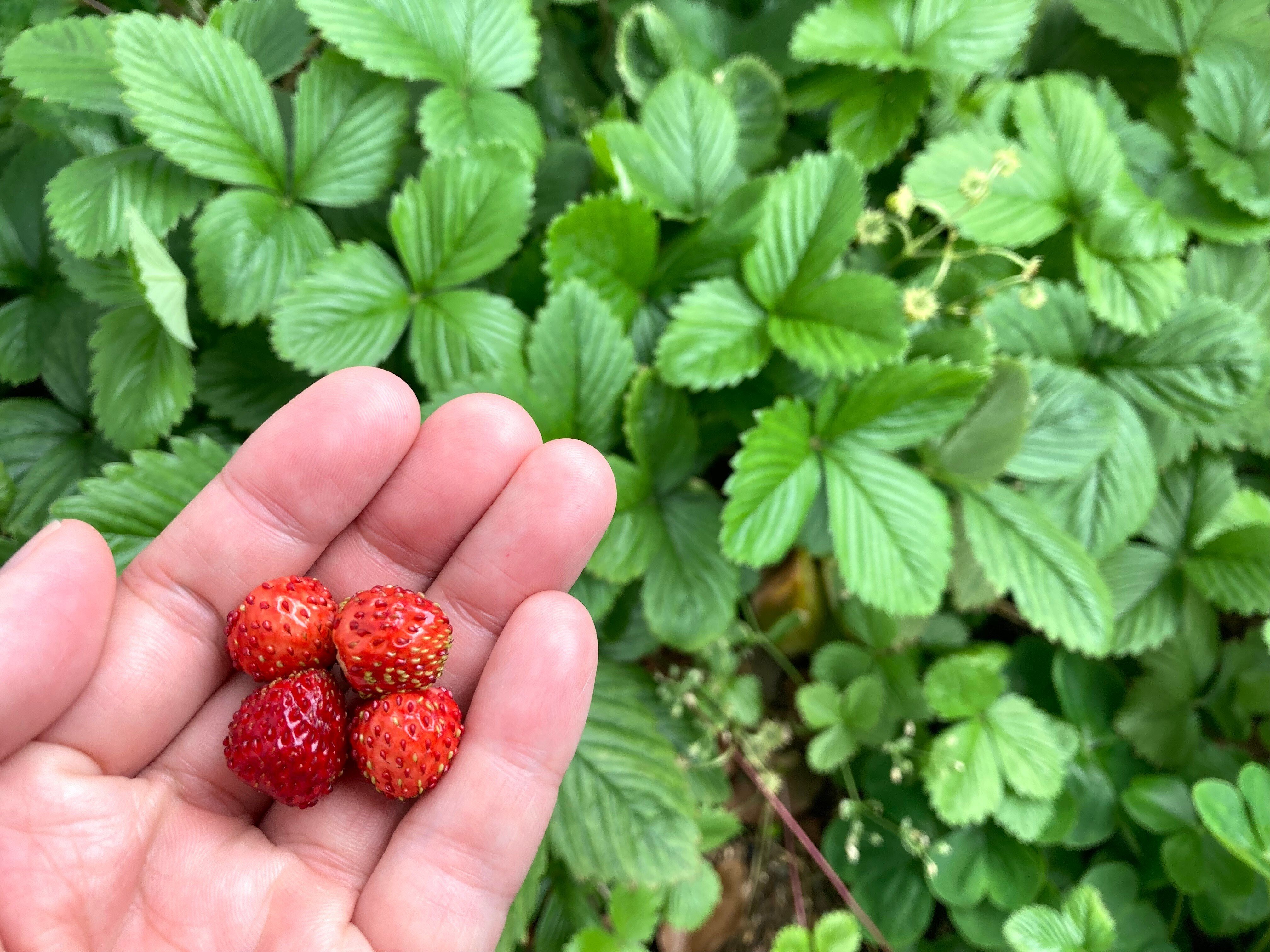 種から始める果樹栽培】番外編：ワイルドストロベリー観察日記｜大森