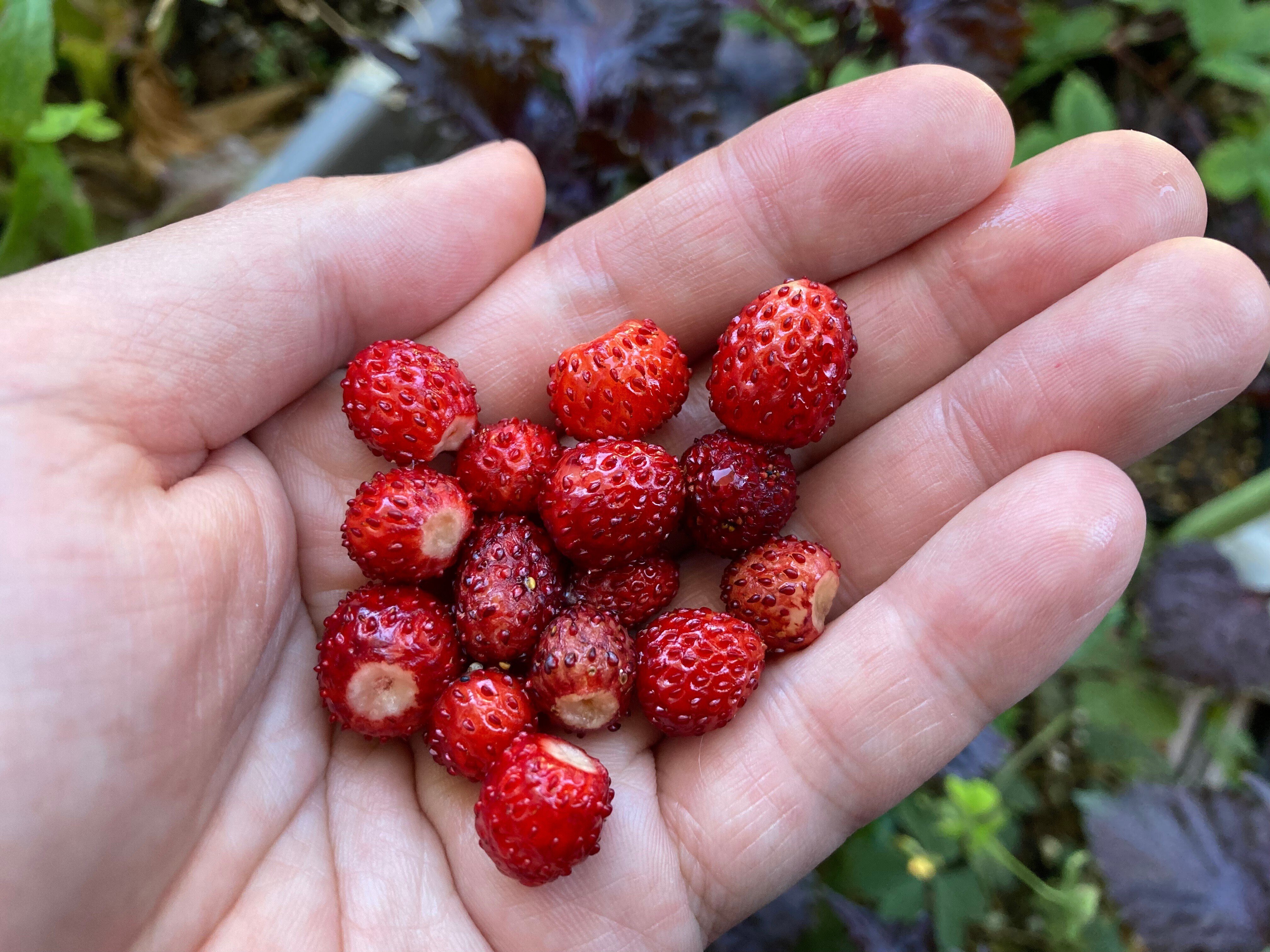 ワイルドストロベリーの種取りと株分確認用