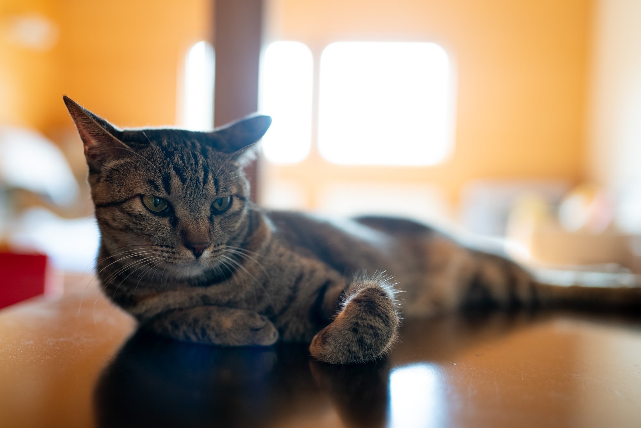 ZV-E1とFE 35mm F1.4 GMで撮る猫｜Xinn