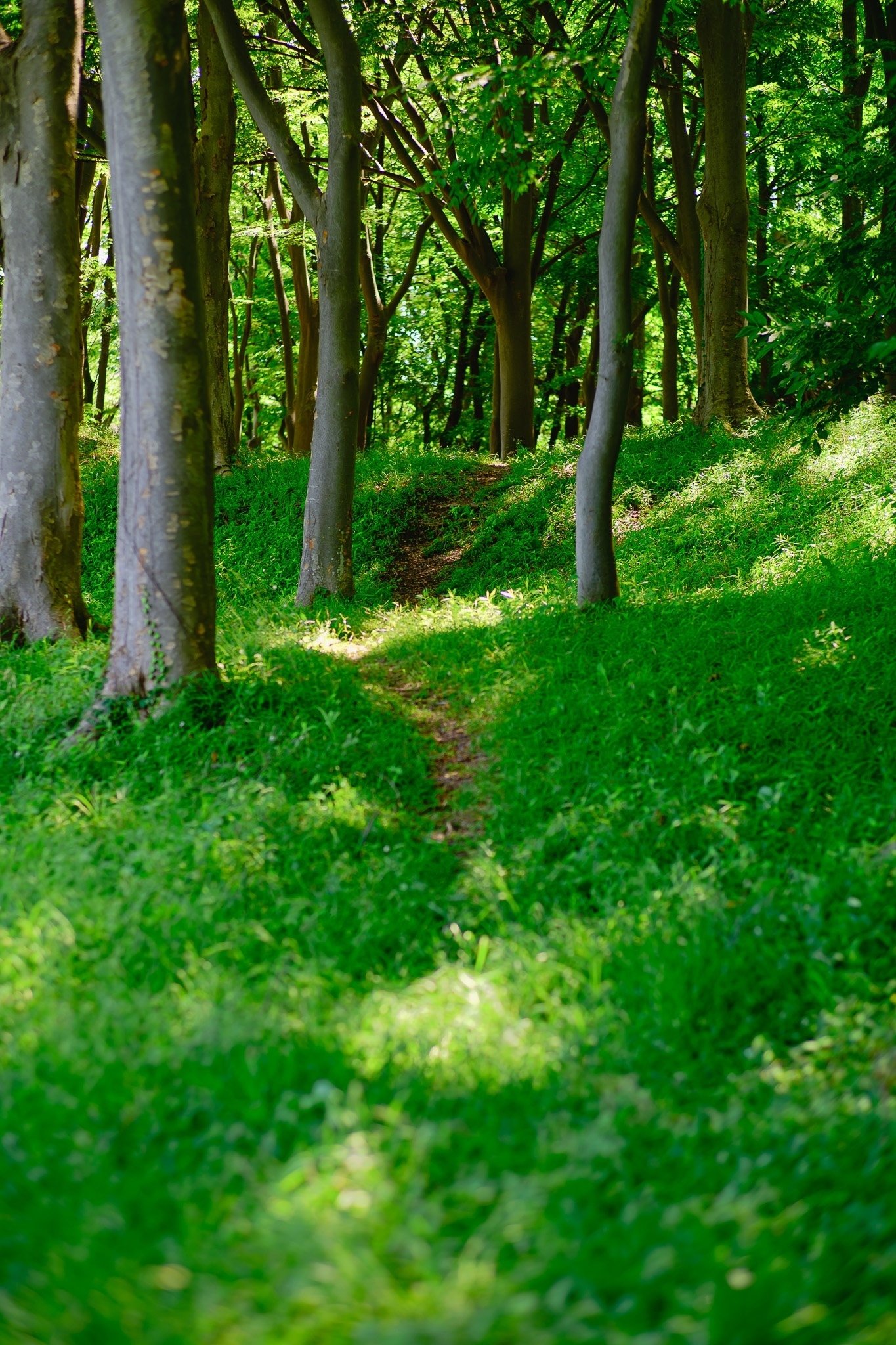 続・CONTAX CarlZeiss Planar T*85mm F1.4 AEG｜距離計