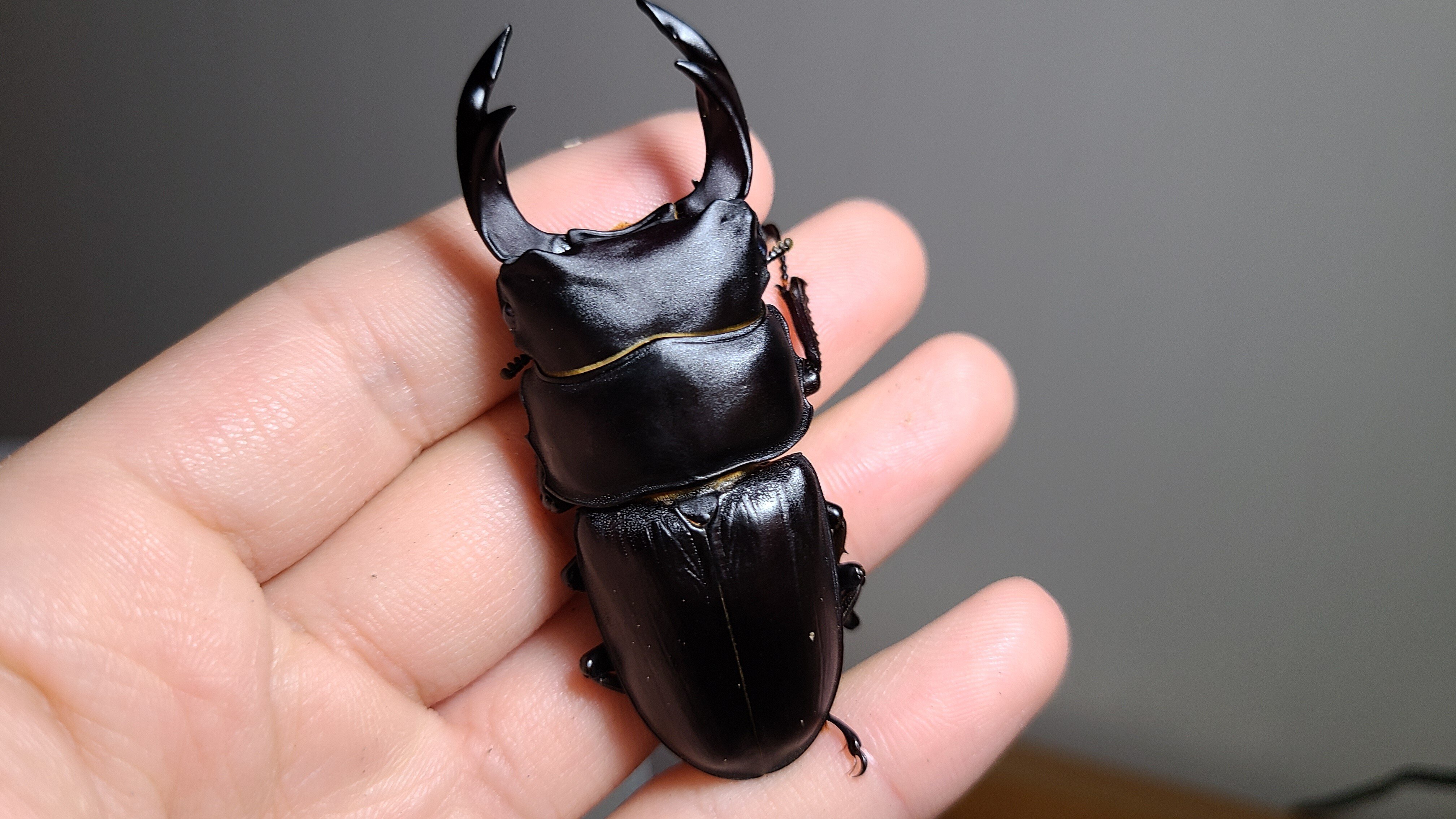 大阪府 オオクワガタ 材割り採集記｜キヨタミ