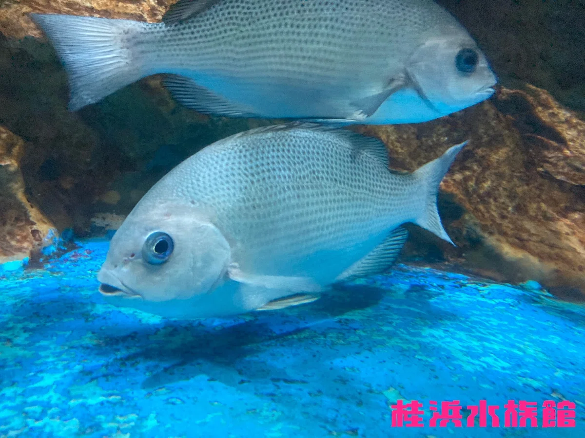 メジナ《展示動物解説》|桂浜水族館 公式