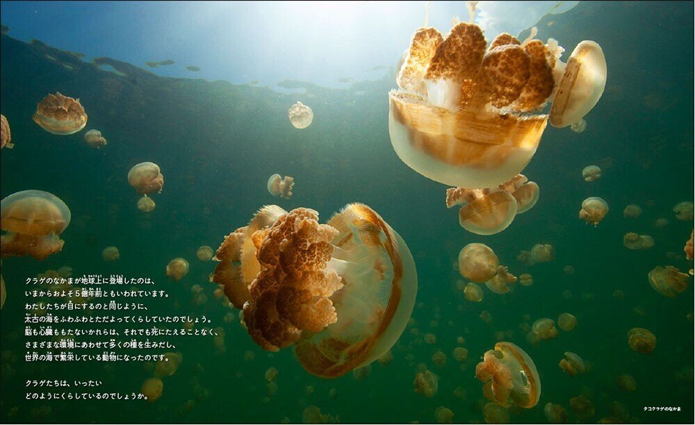 新刊案内】6月28日発売『クラゲのくらし』｜「少年写真新聞社」のnote