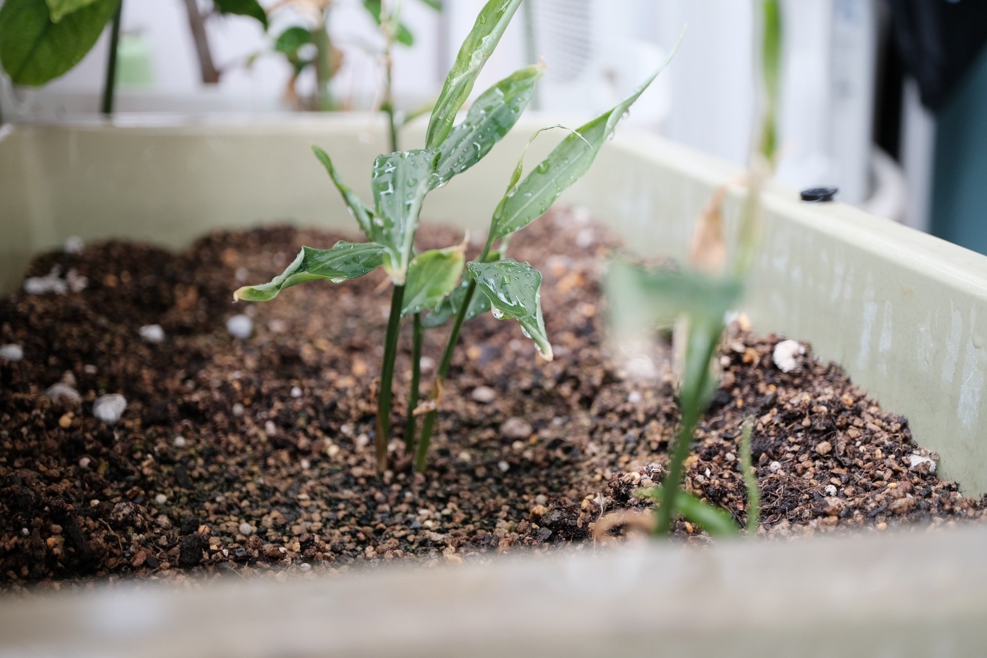 枯れかけて復活？！ベランダのショウガ栽培、近況報告｜ハタモト