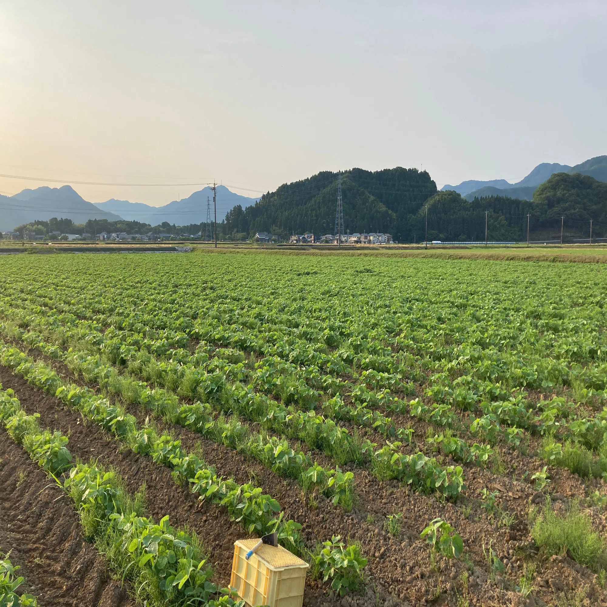 今年も大豆の草取り 「夏の陣」が始まる｜マルカワみそ農園