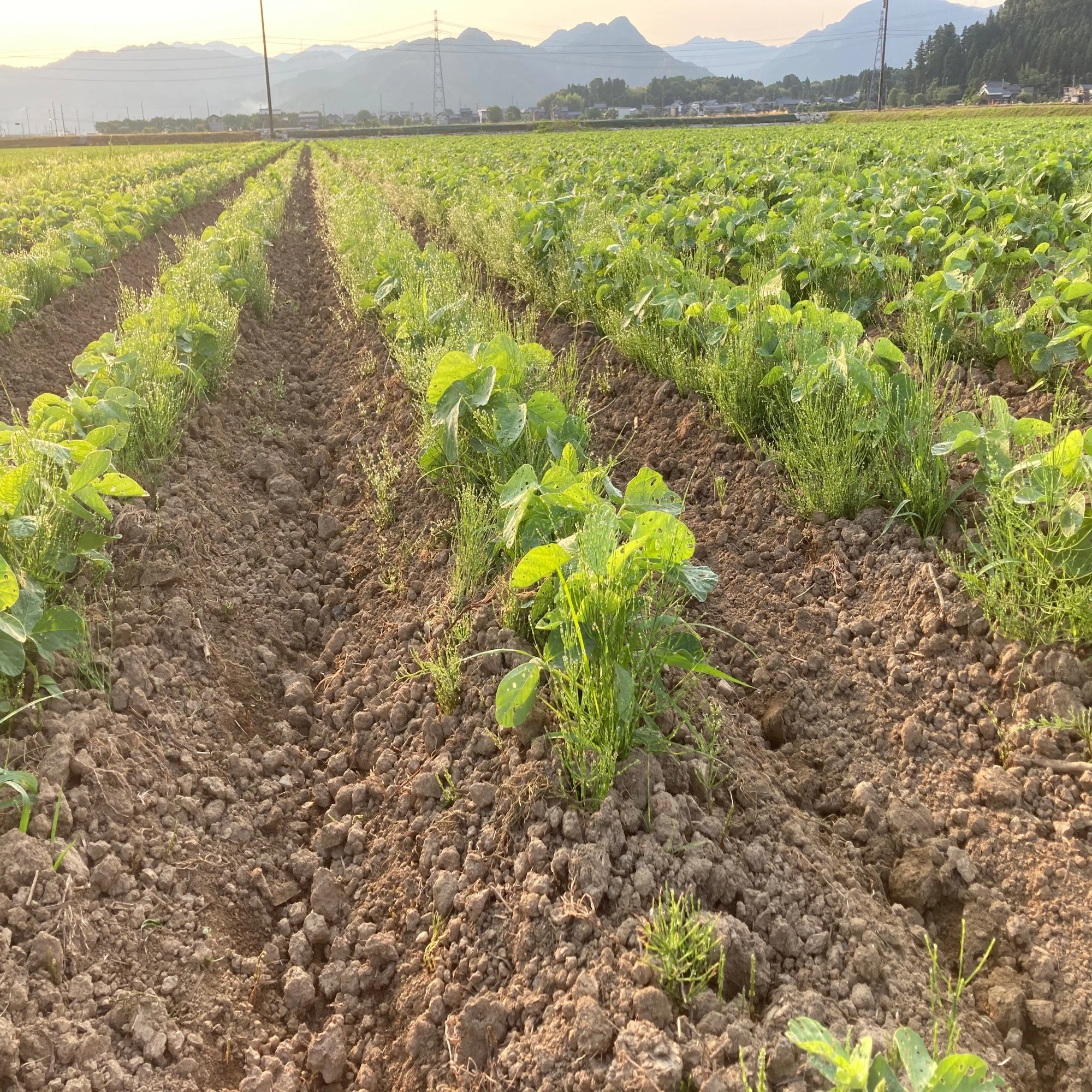 今年も大豆の草取り 「夏の陣」が始まる｜マルカワみそ農園