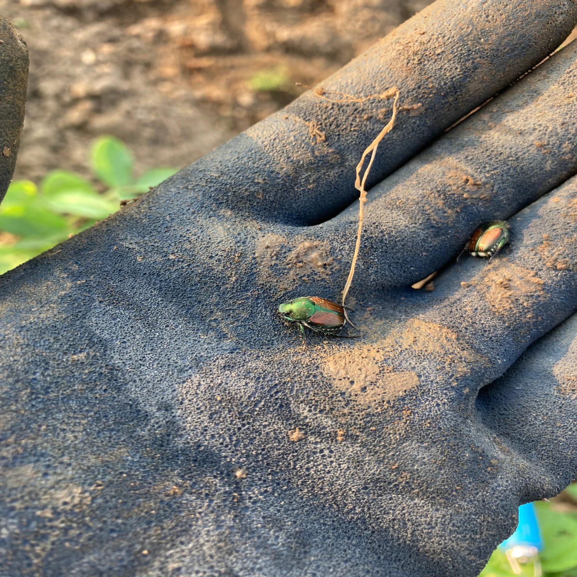 今年も大豆の草取り 「夏の陣」が始まる｜マルカワみそ農園