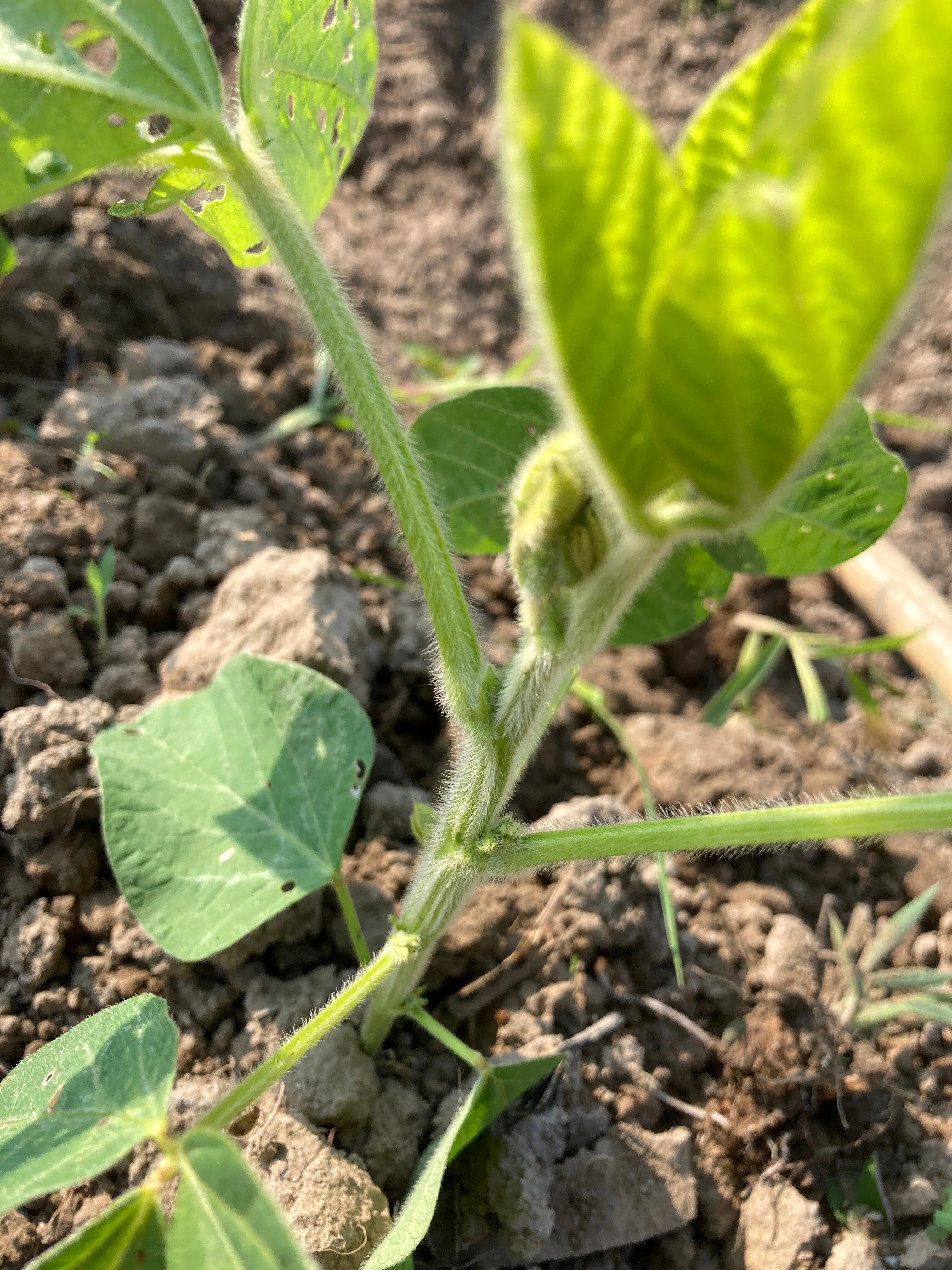 今年も大豆の草取り 「夏の陣」が始まる｜マルカワみそ農園