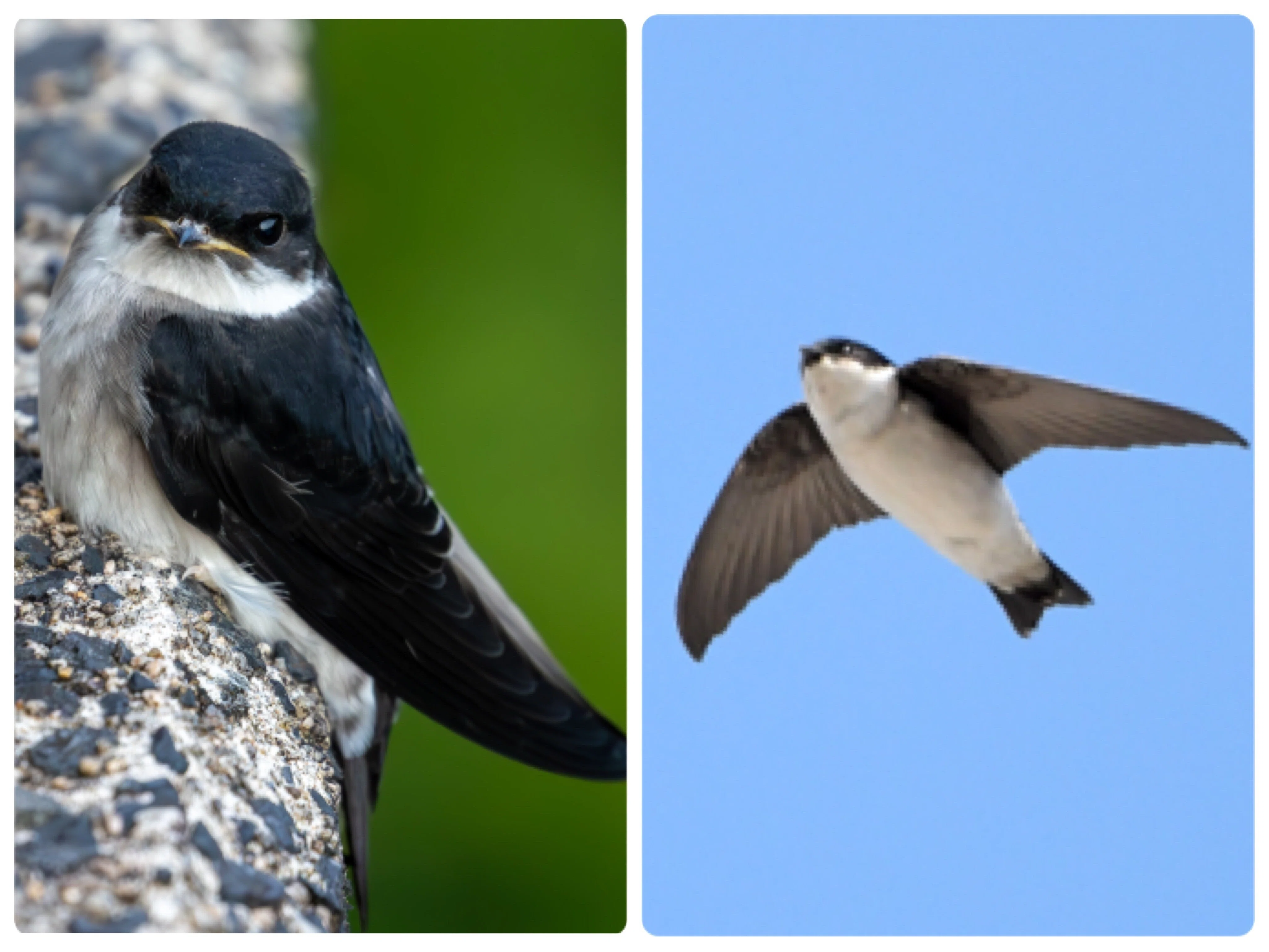 そのツバメ、いつものツバメ？？｜あぶらやま野鳥ブログ⑧｜ABURAYAMA