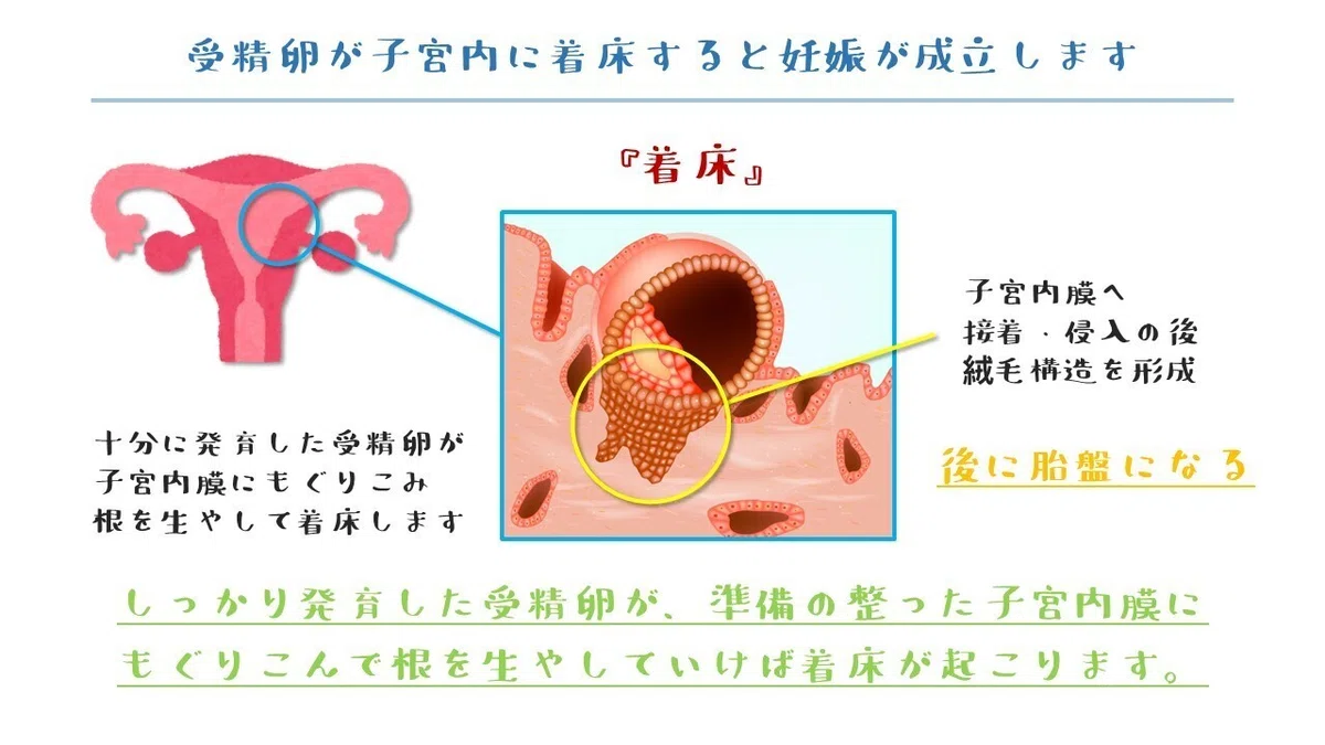 【小噺】着床【初心者ガイド】｜たなかゆうすけの 生殖よもやま話