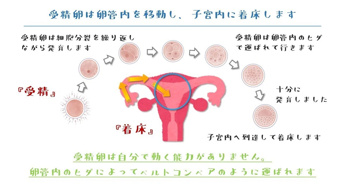 【小噺】着床【初心者ガイド】｜たなかゆうすけの 生殖よもやま話