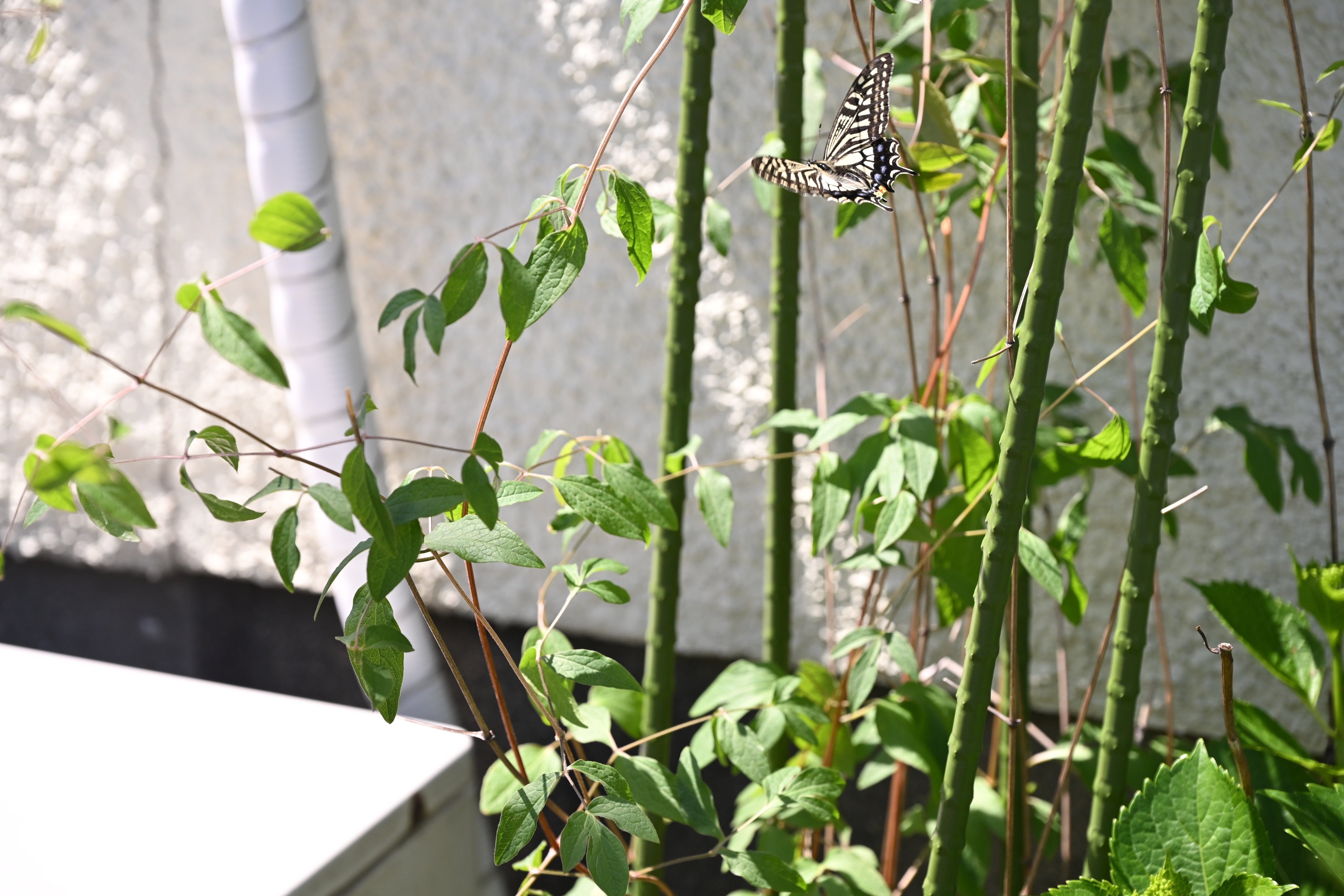 Nikon Zf 、購入2ヶ月後のレポート（気に入って2台目購入）｜hte_teramoto