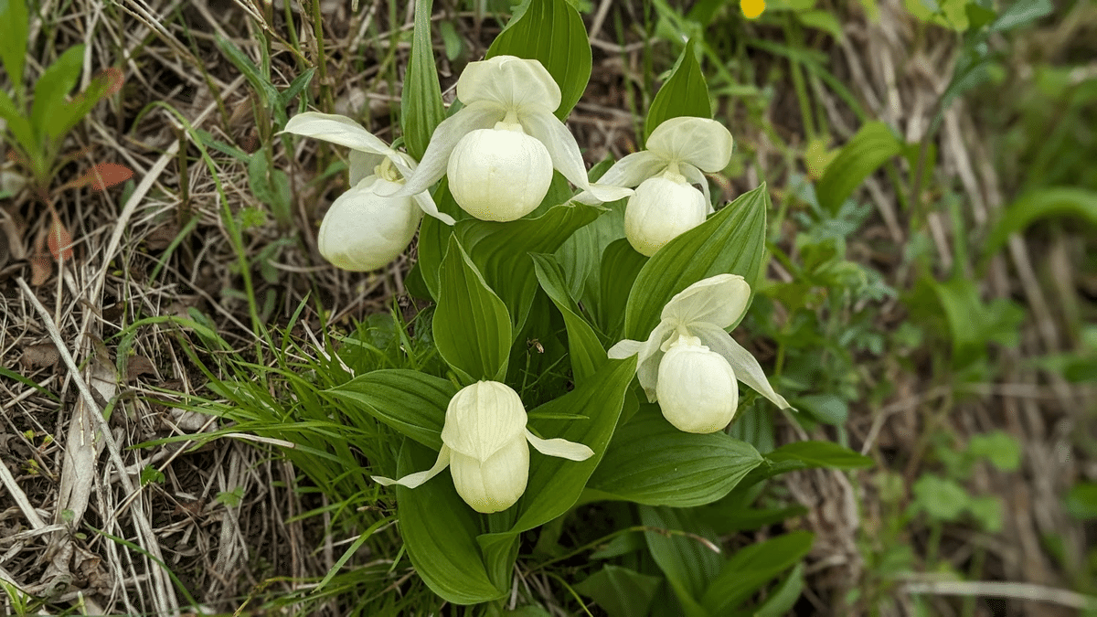 レブンアツモリソウ（礼文敦盛草：Cypripedium marcanthum var