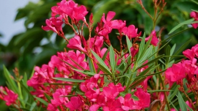 毒花 キョウチクトウ（夾竹桃）にご注意ください | 印西市ホームページ
