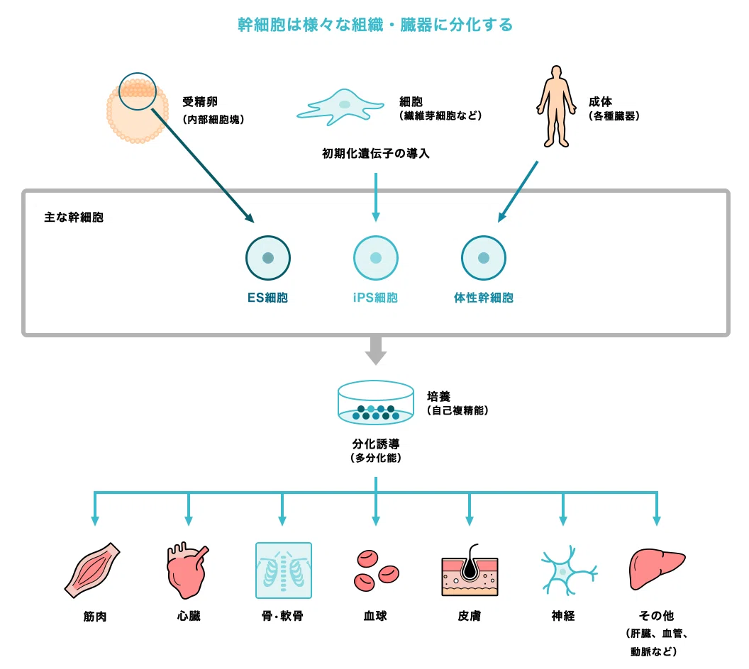 ES細胞・iPS細胞・体性幹細胞など、幹細胞の種類と分化の流れを示す図