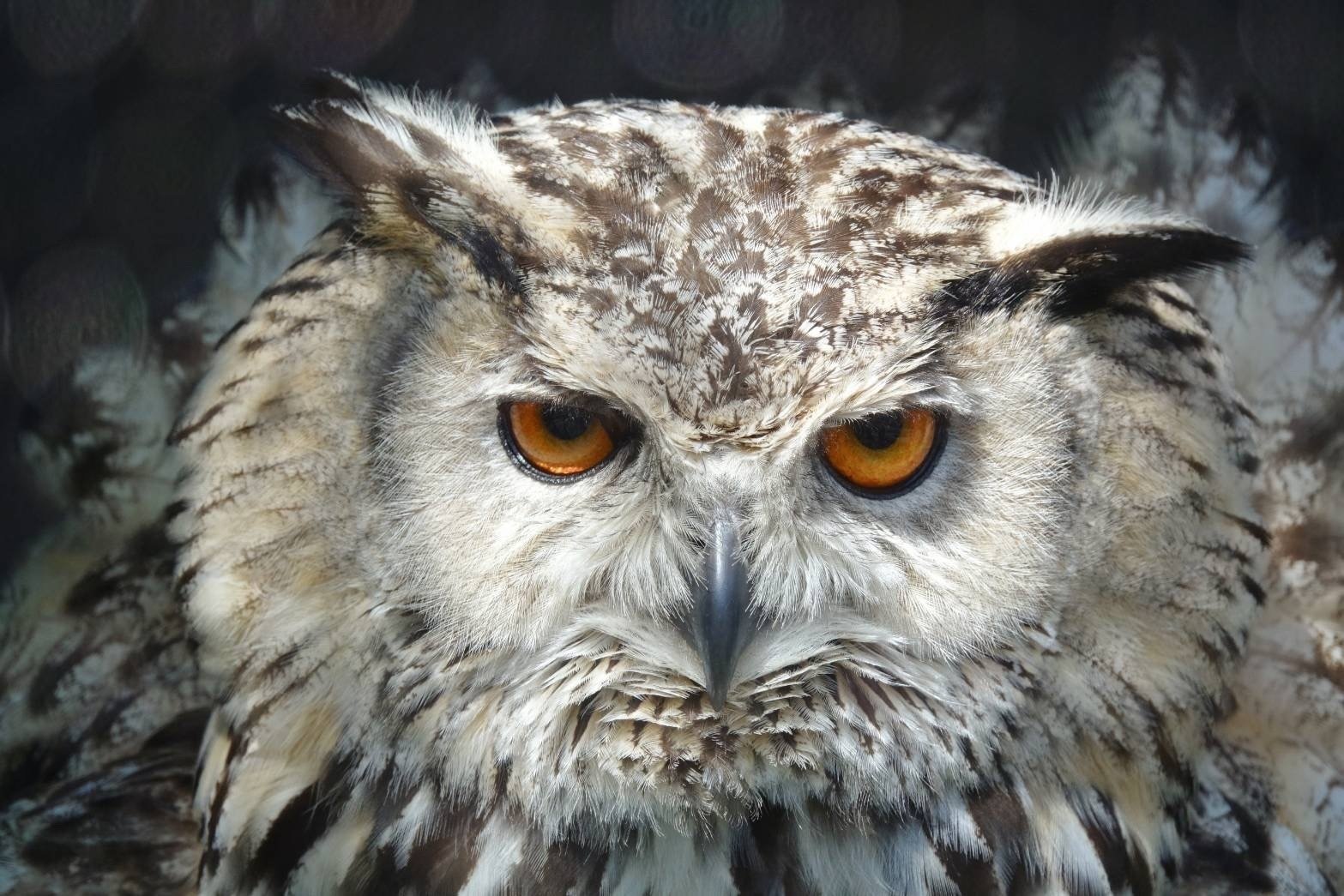 2024年6月 旭山動物園でフクロウ達に出会えた幸せ｜PとB