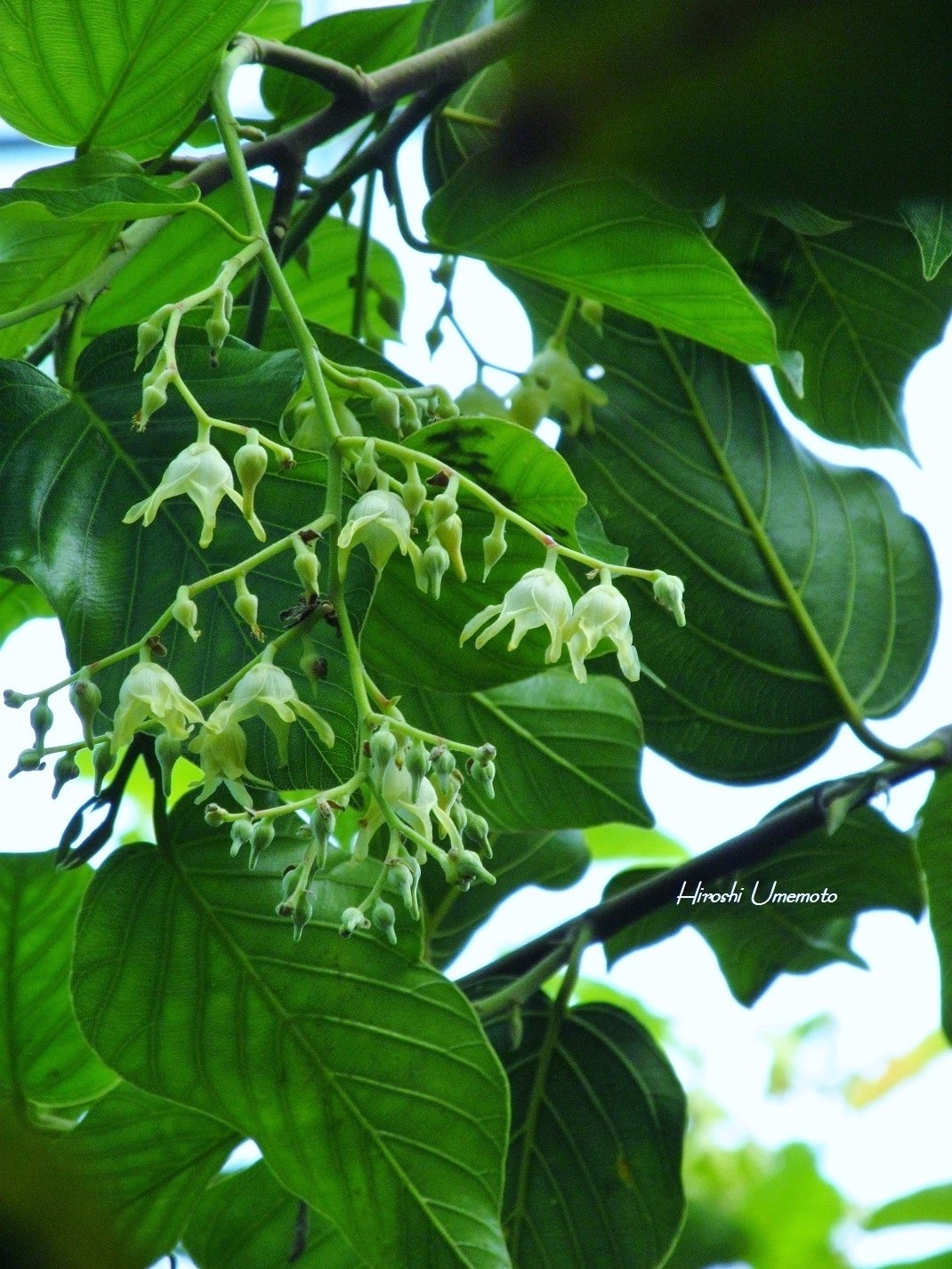 仏教三大聖樹のひとつ：サラソウジュ（沙羅双樹）｜ume_hiro