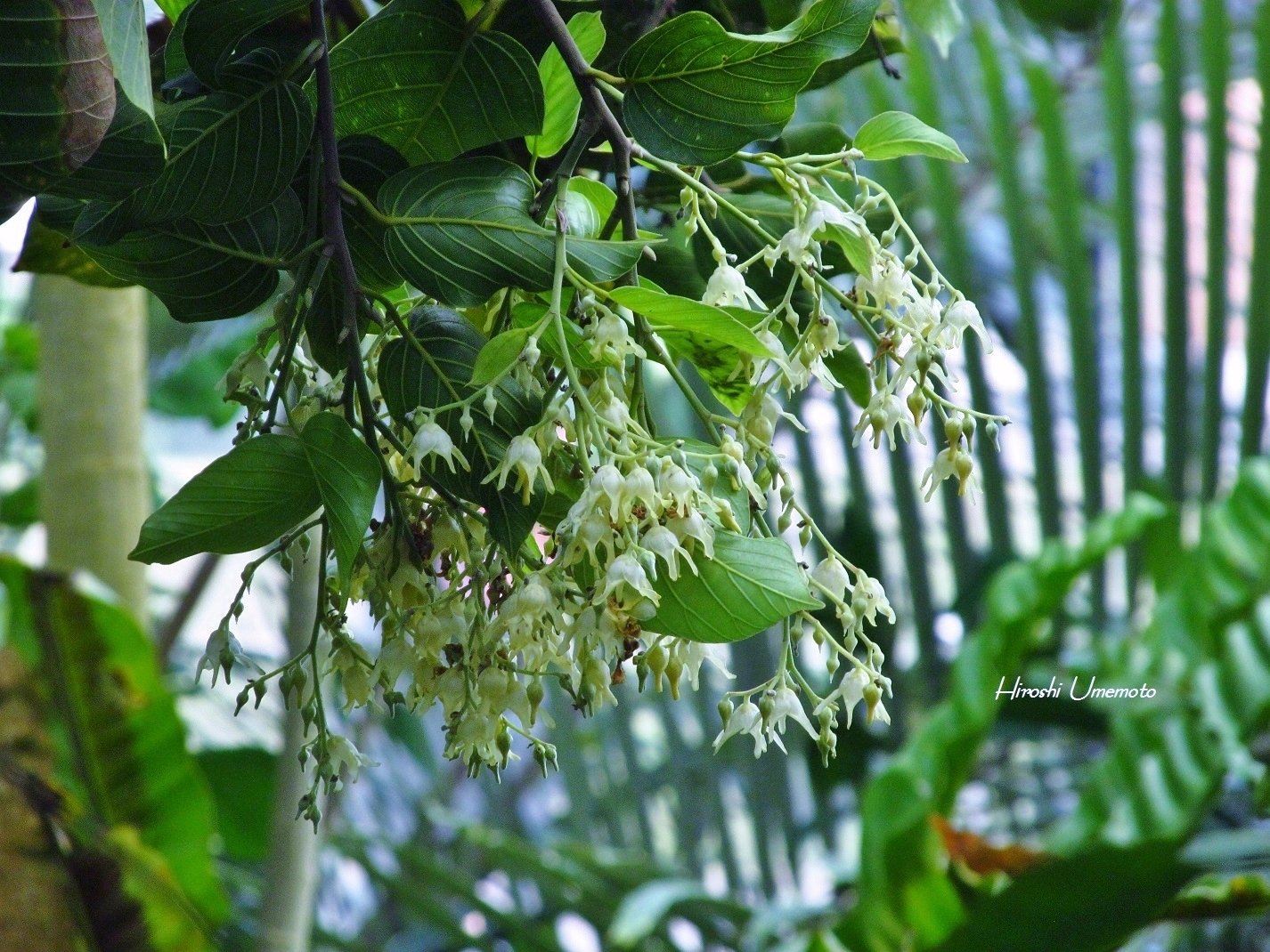 仏教三大聖樹のひとつ：サラソウジュ（沙羅双樹）｜ume_hiro