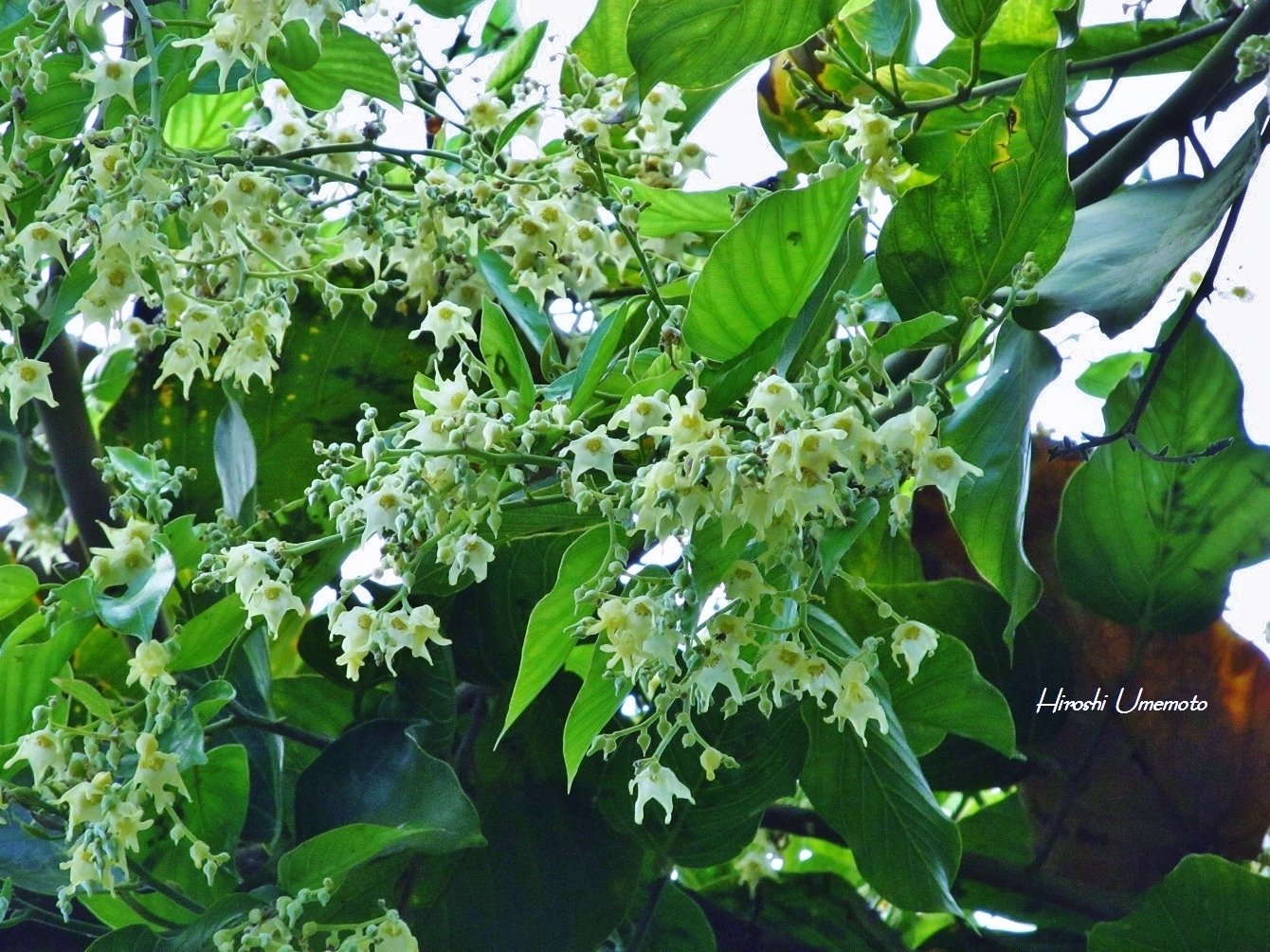 仏教三大聖樹のひとつ：サラソウジュ（沙羅双樹）｜ume_hiro