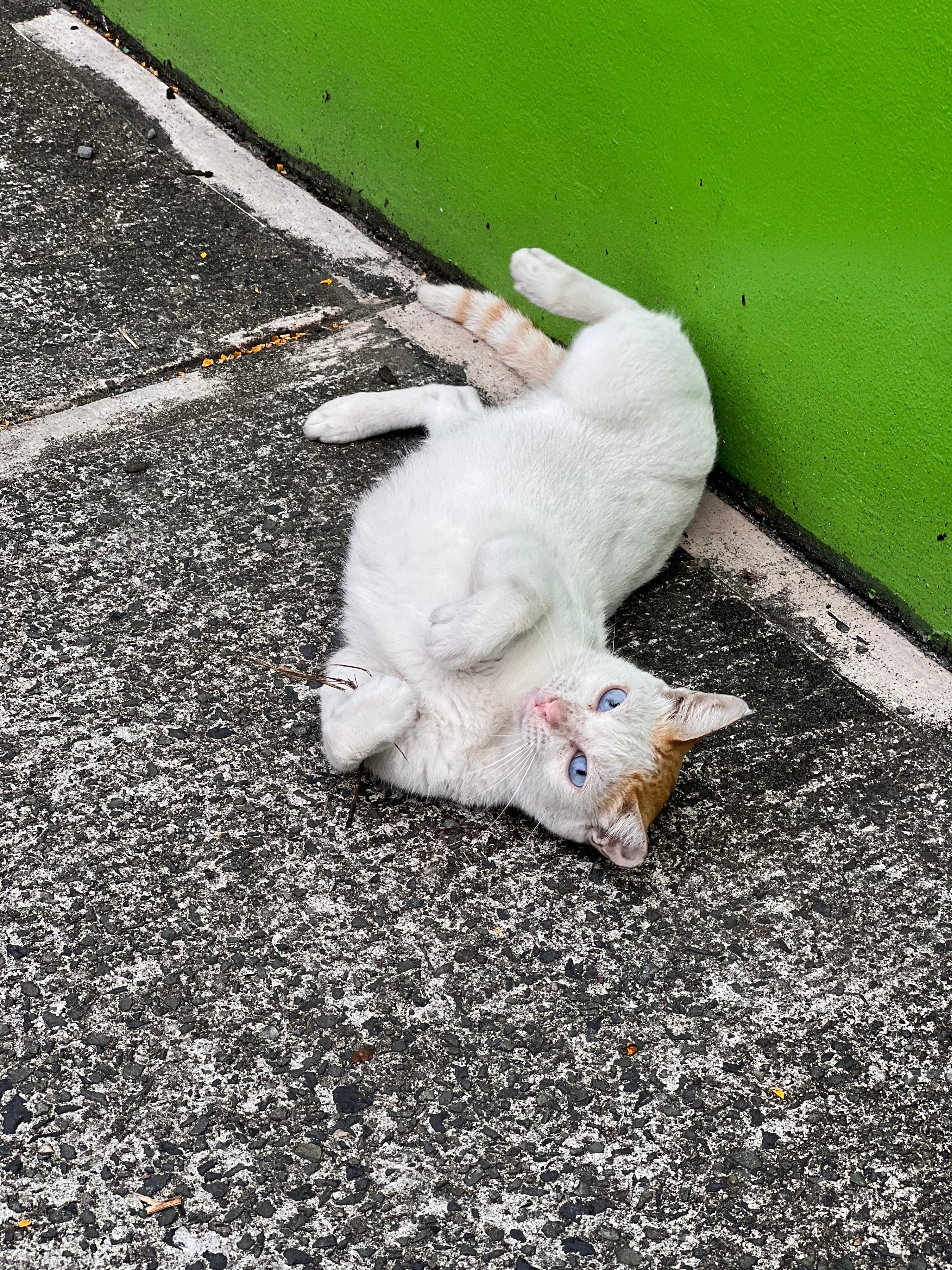 猫と住む街｜Shusaku Shukuri