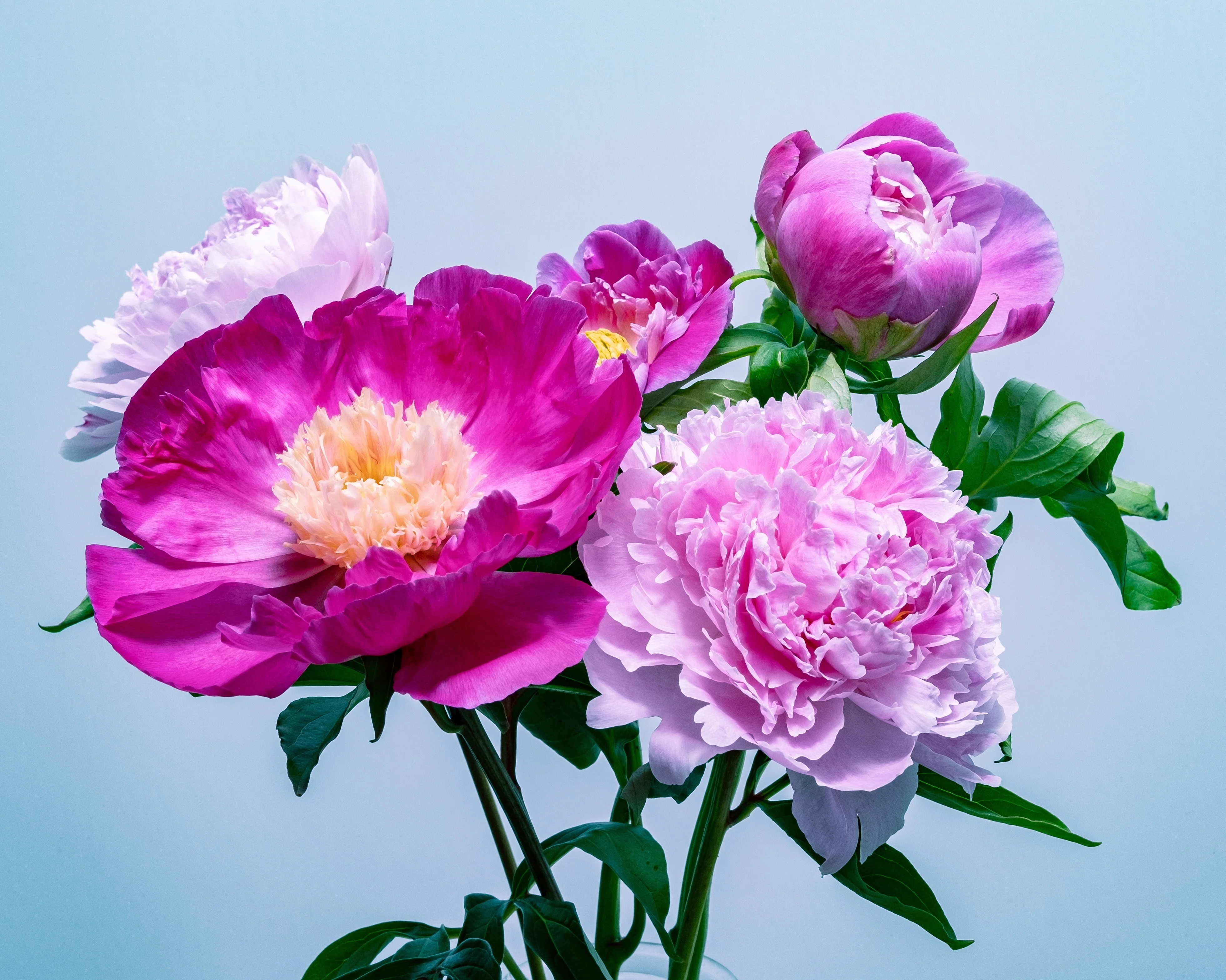 芍薬、2枚目確認様 芍薬（シャクヤク）を撮ったり染めたり｜タキツネ | 花の写真を撮ります