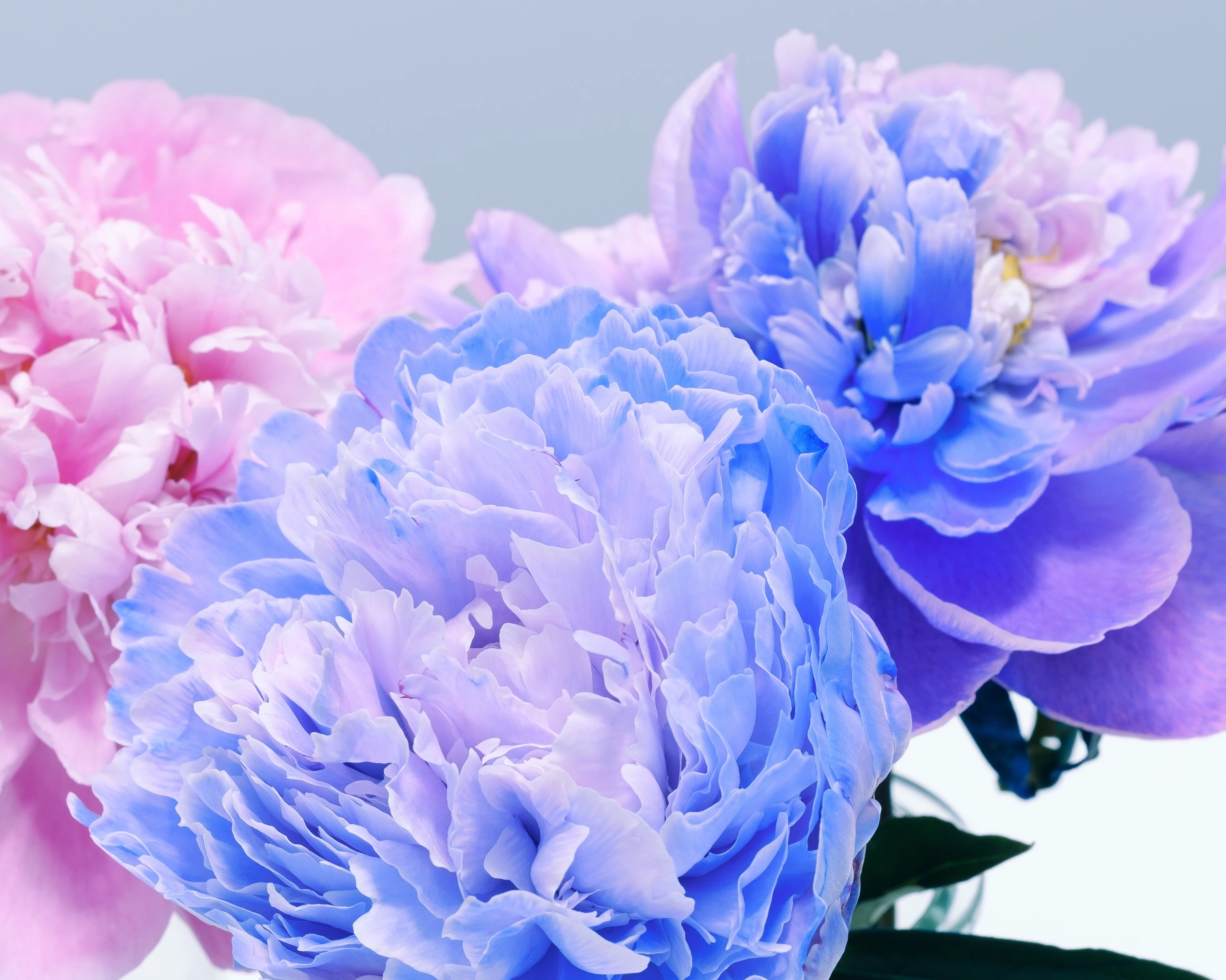 芍薬（シャクヤク）を撮ったり染めたり｜タキツネ | 花の写真を撮ります