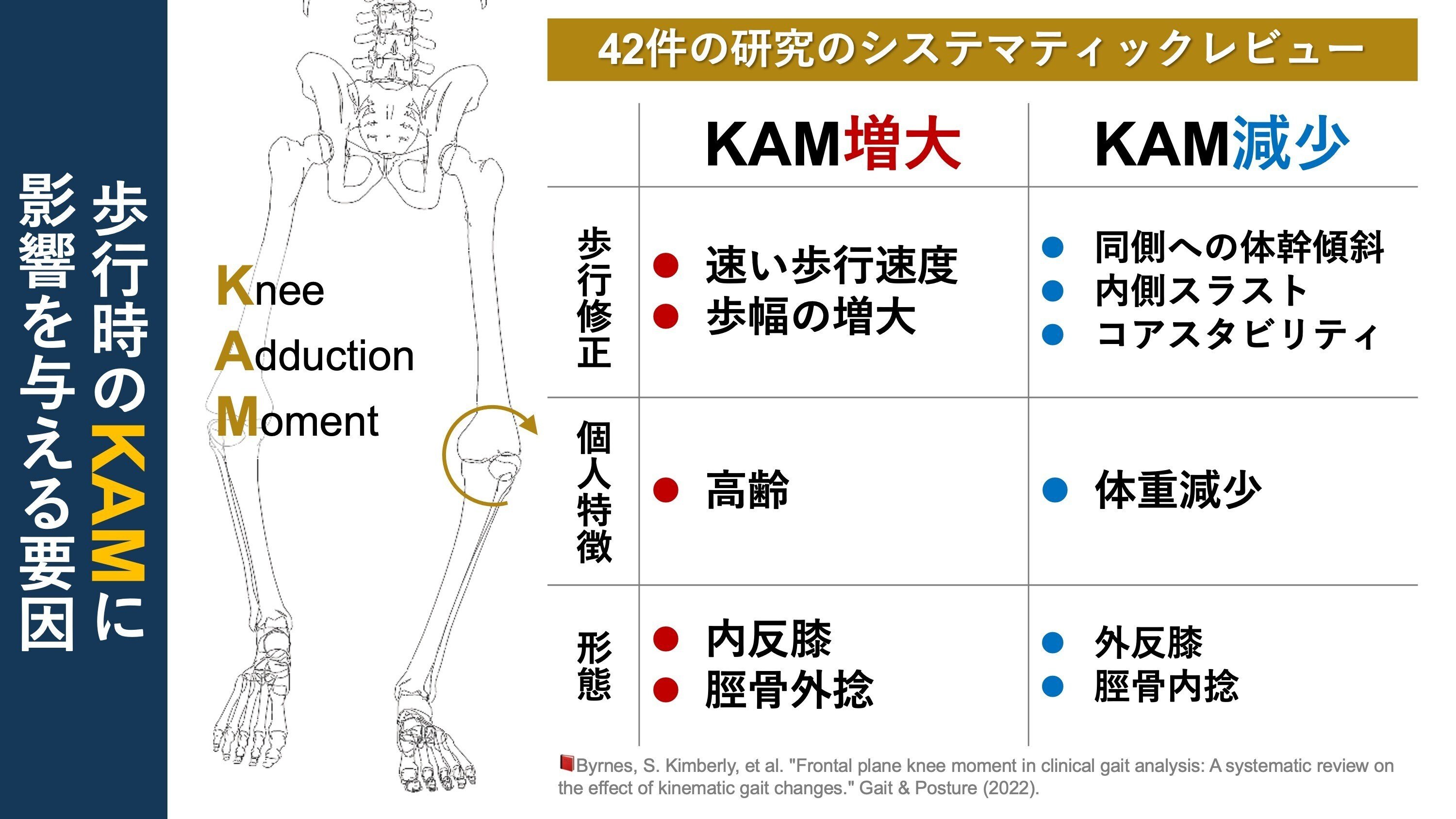 KAMに影響を与える因子。➀歩行修正, ➁個人の特徴, ➂形態|Super Human | 理学療法士/保健学博士 Ph.D. KAMに影響を与える因子。➀歩行修正, ➁個人の特徴, ➂形態|Super Human | 理学療法士/保健学博士 Ph.D.