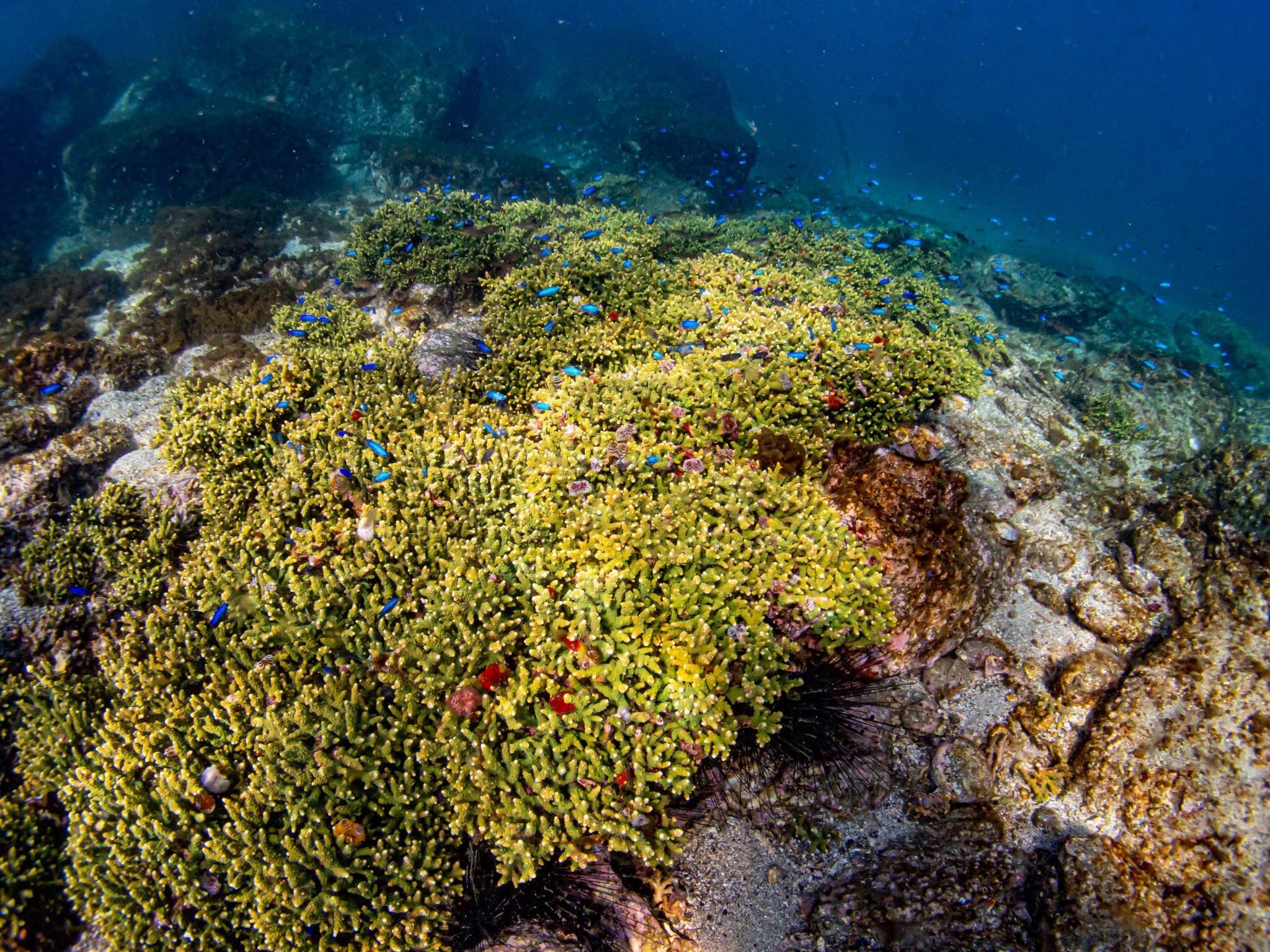 長崎にもサンゴ礁ってあるの？｜長崎ダイビングショップ ベリーズ