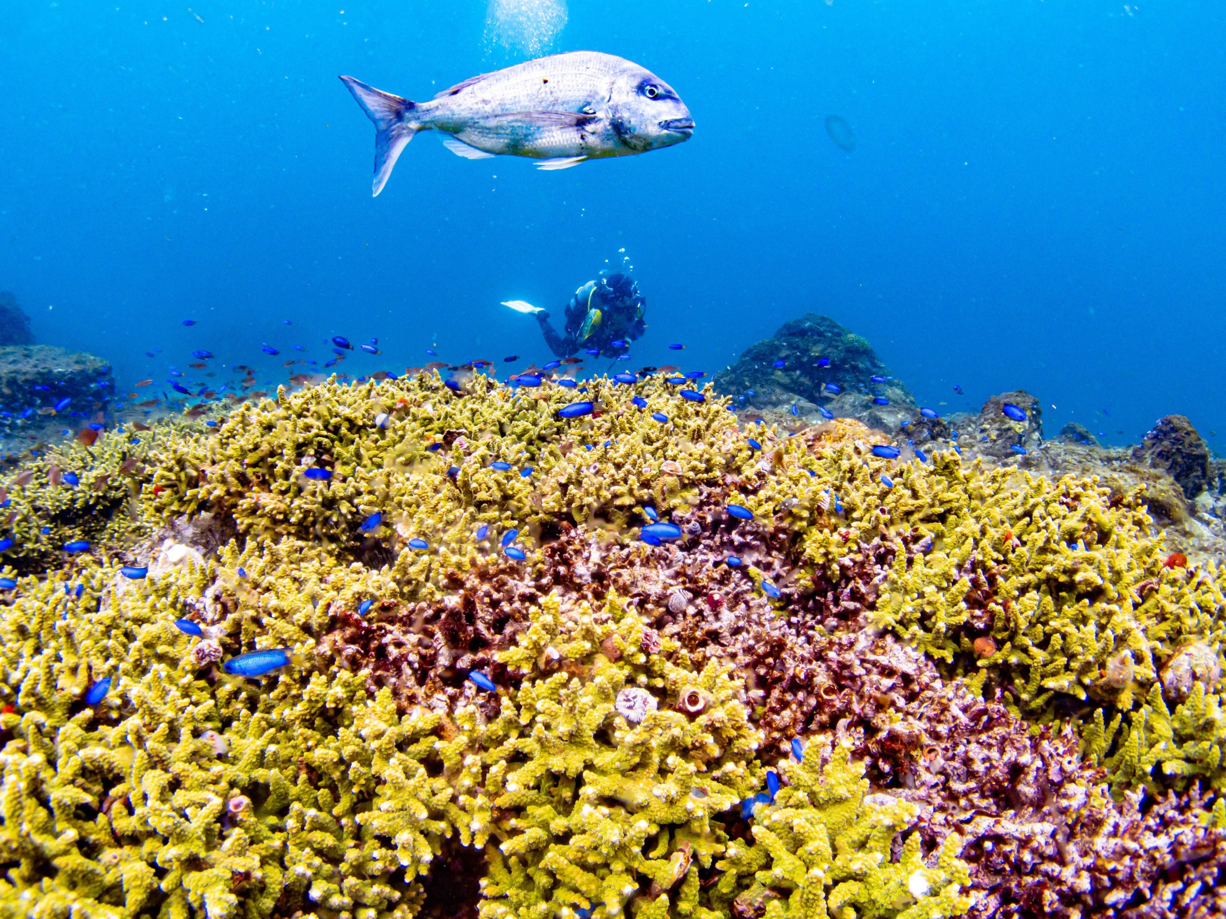 シルキー珊瑚(本物) 長崎にもサンゴ礁ってあるの？｜長崎ダイビングショップ ベリーズ
