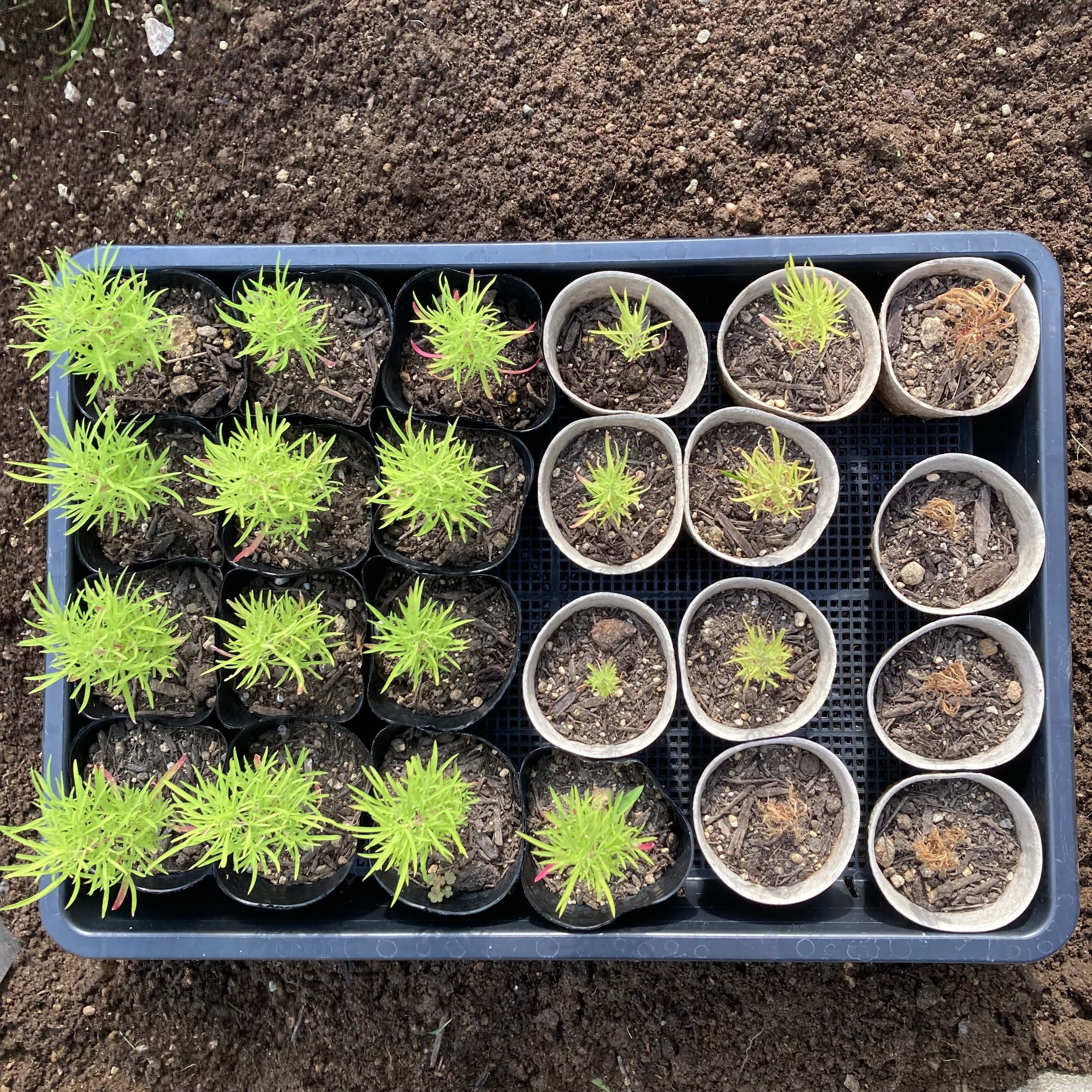 連載企画】コキアをタネから育ててみる その2｜Kou＠レイドバック