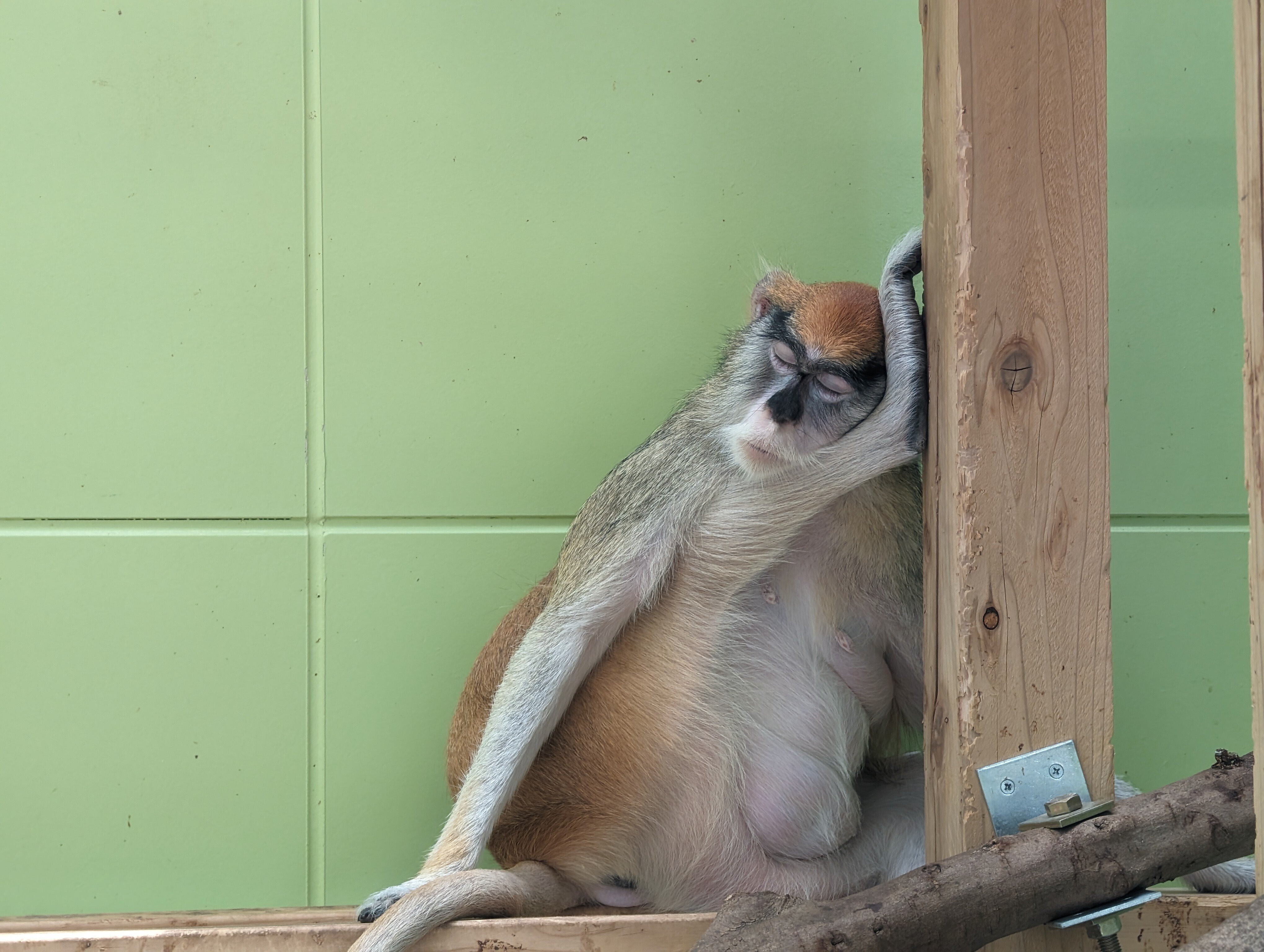 だってサルなんだもん 1（第１刷） だってサルなんだもん 1（第1刷） Amazon.co.jp: だってサルなんだ