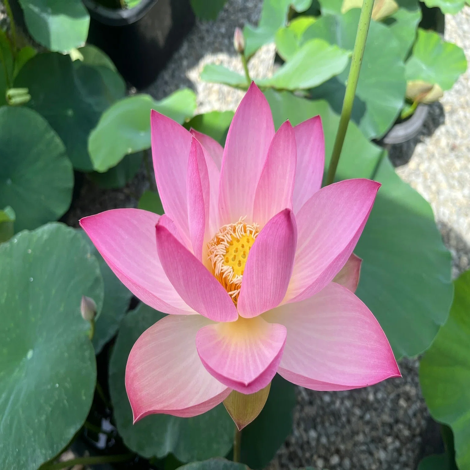 蓮の花 愛でるためには 早起きを 朝露の粒 映えにも良しと｜南河内 