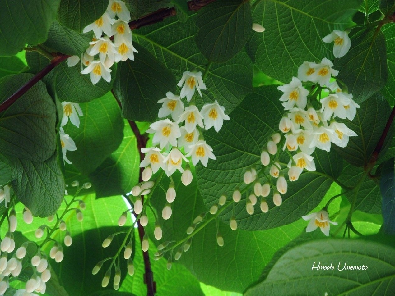 仏教三大聖樹のひとつ：サラソウジュ（沙羅双樹）｜ume_hiro